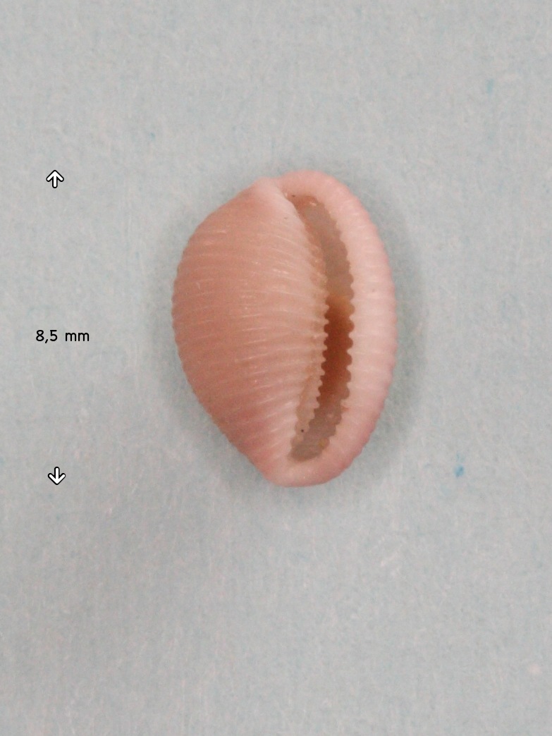 Afficher le média trivia_mediterranea2md trivia_mediterranea2md