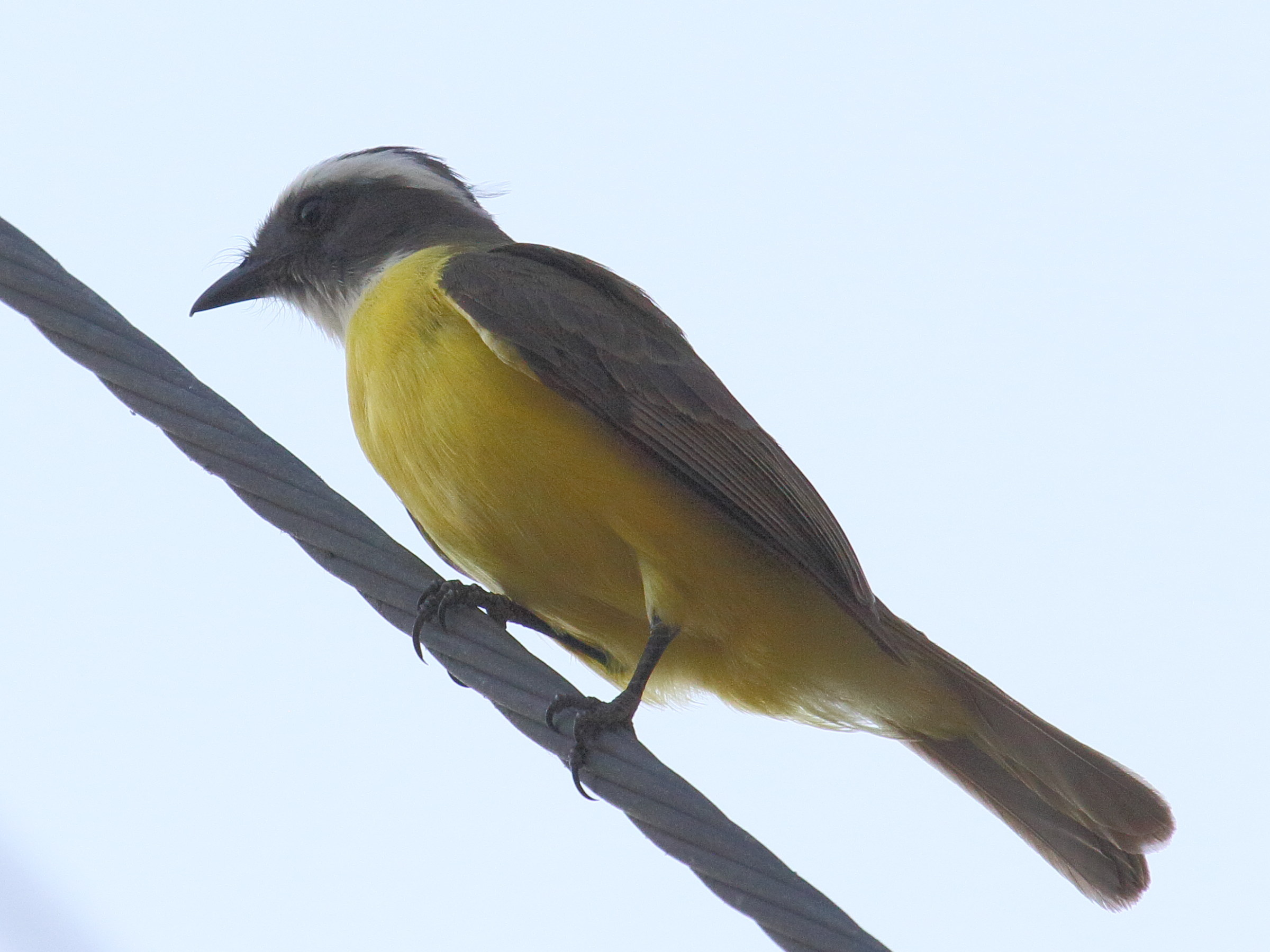 tyran_sociable_-_myiozetetes_similis1bd