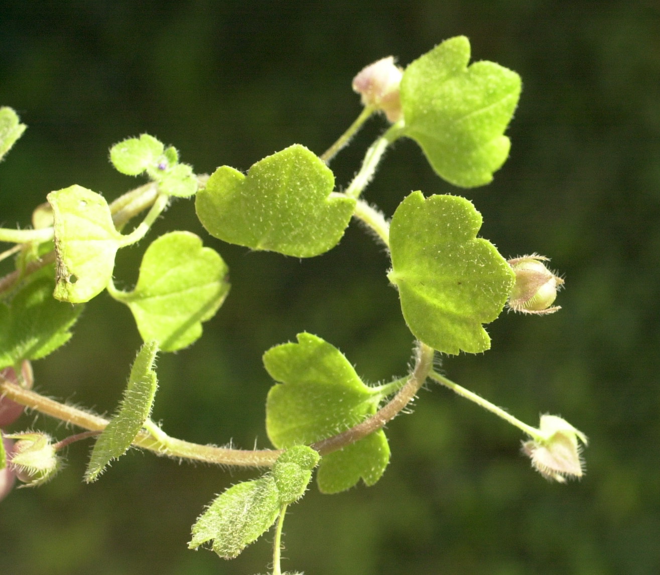 Afficher le média veronica_hederifolia3md veronica_hederifolia3md