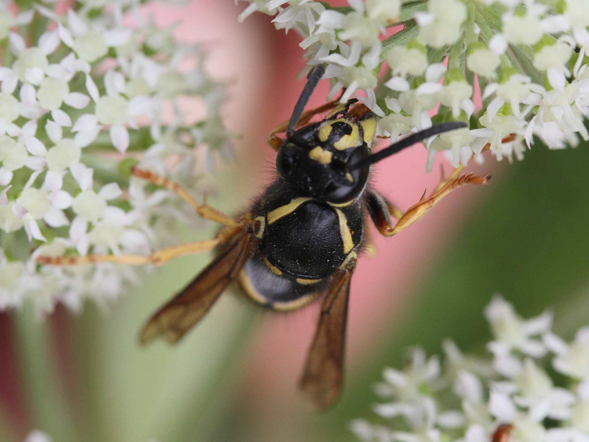 vespula_rufa3md