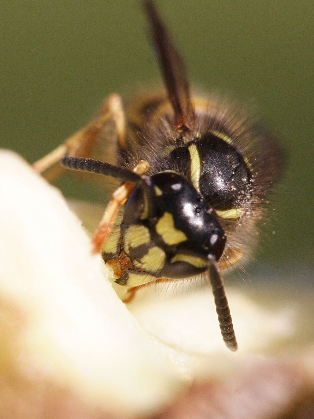 vespula_vulgaris3md