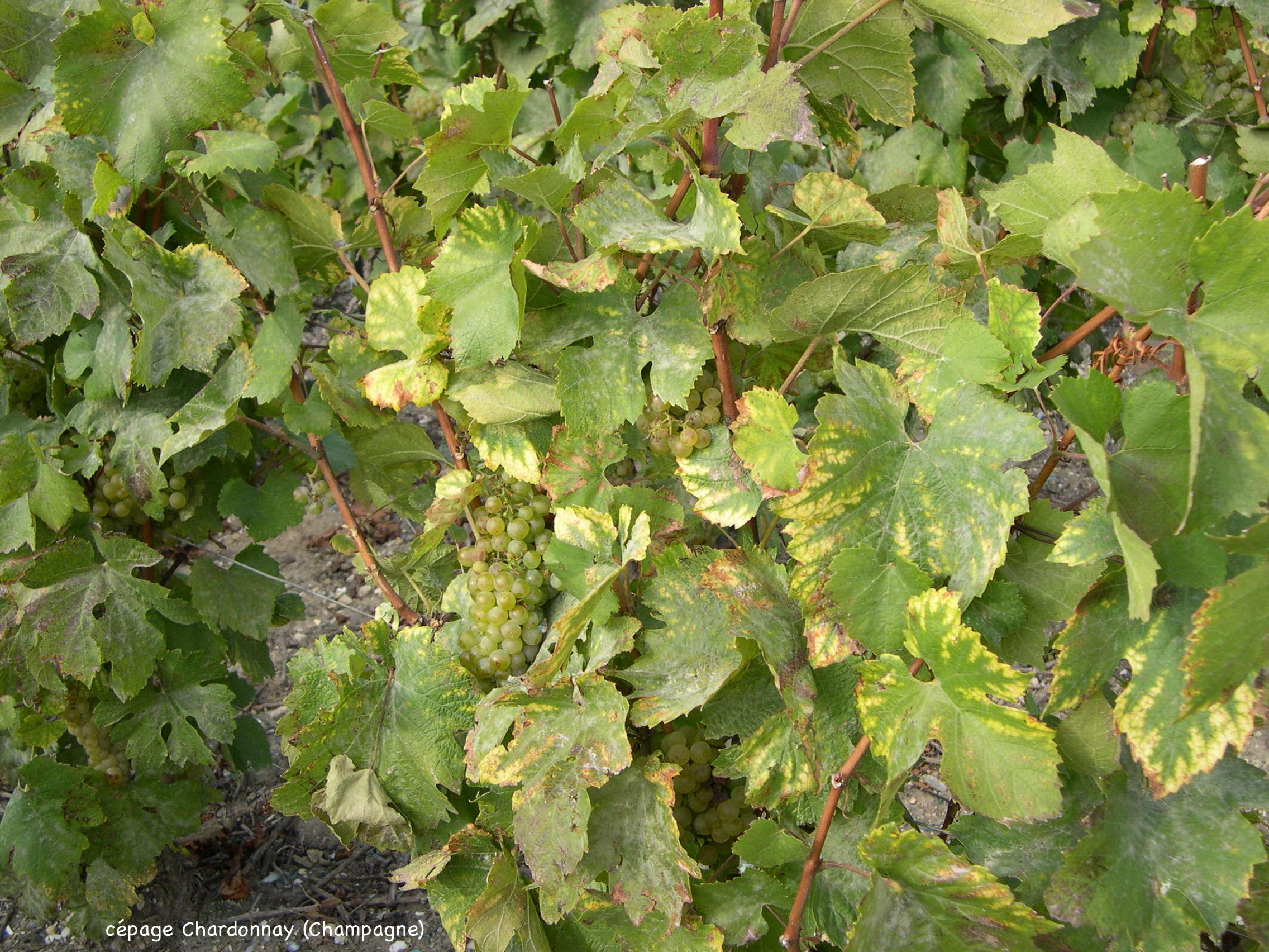 Vitis_vinifera