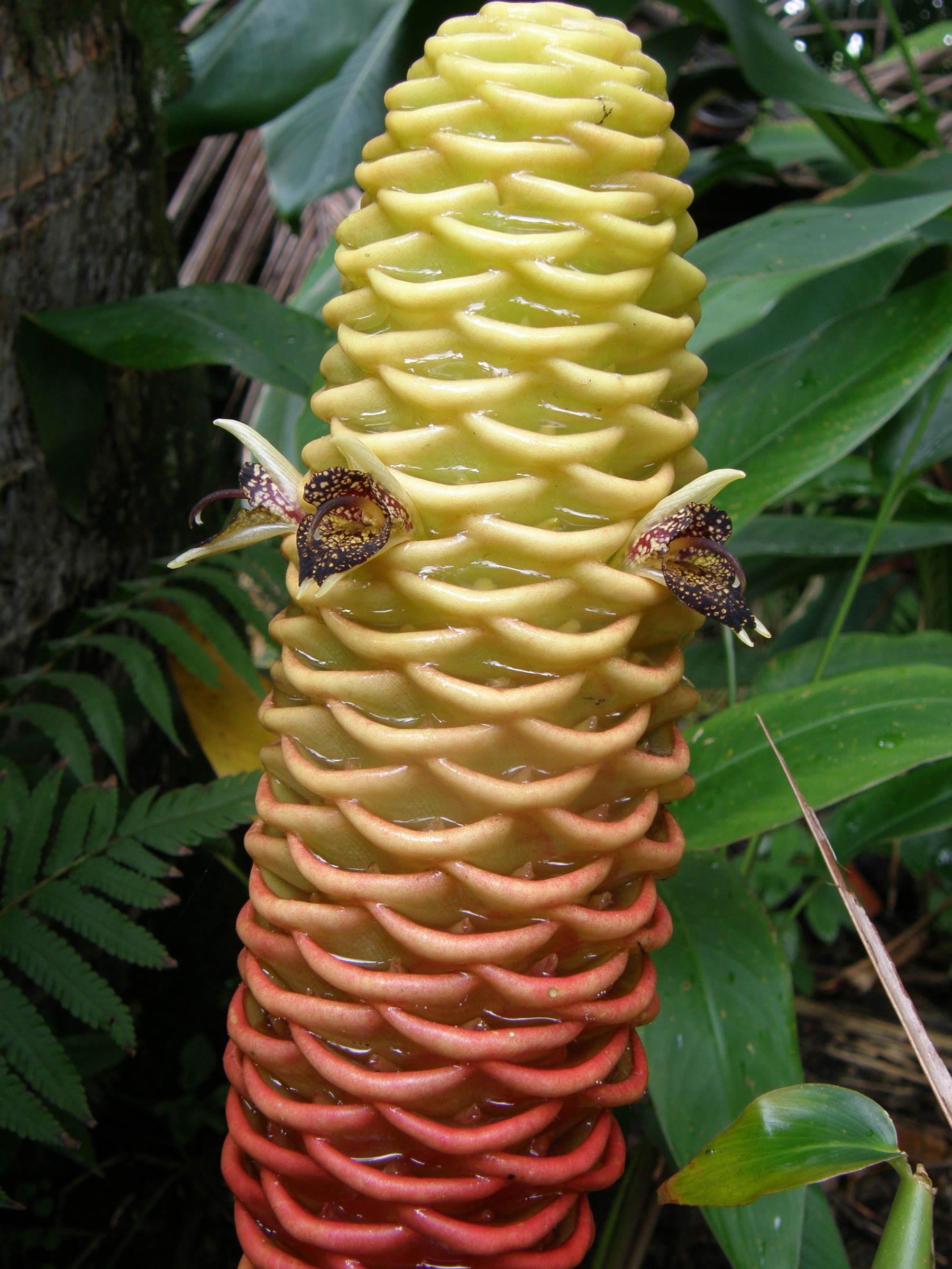 zingiber_zerumbet4madv