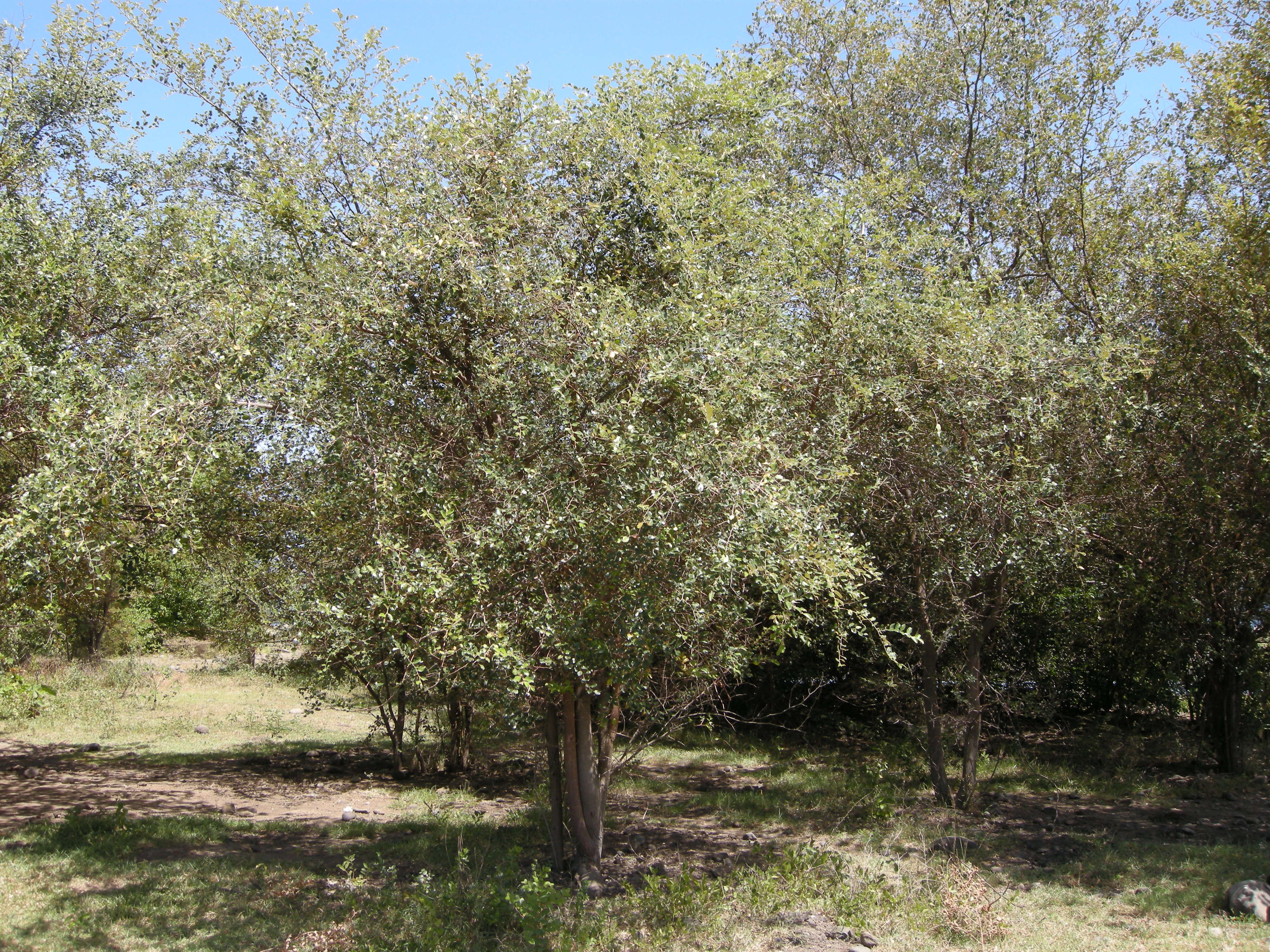 Afficher le média ziziphus_mauritiana1md ziziphus_mauritiana1md