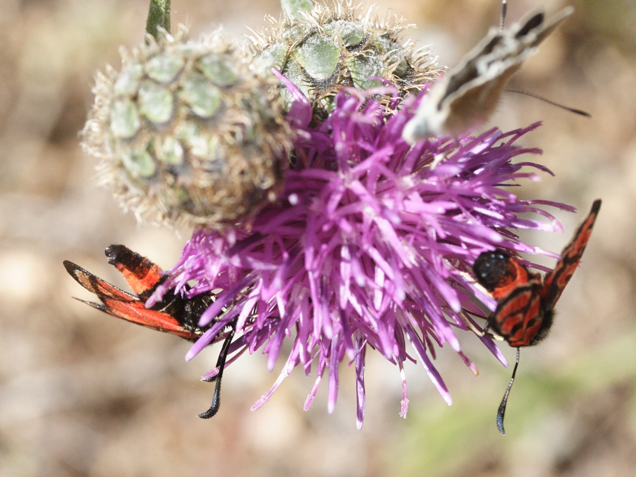 zygaena_carniolica7md
