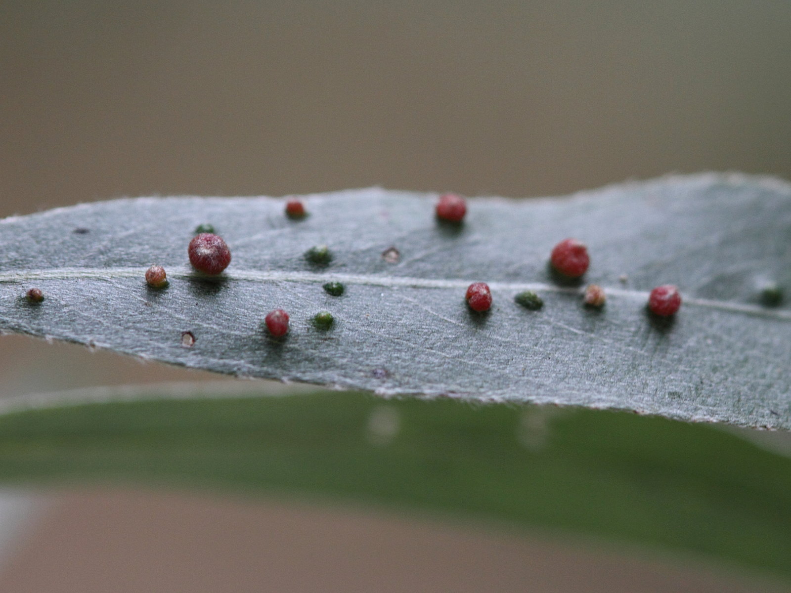 aceria_tetanothrix_galle1md