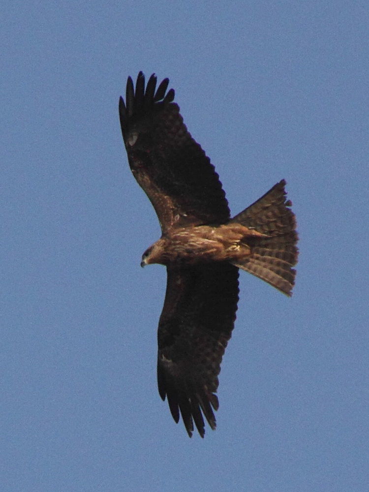 aigle_ravisseur_-_aquila_rapax1md