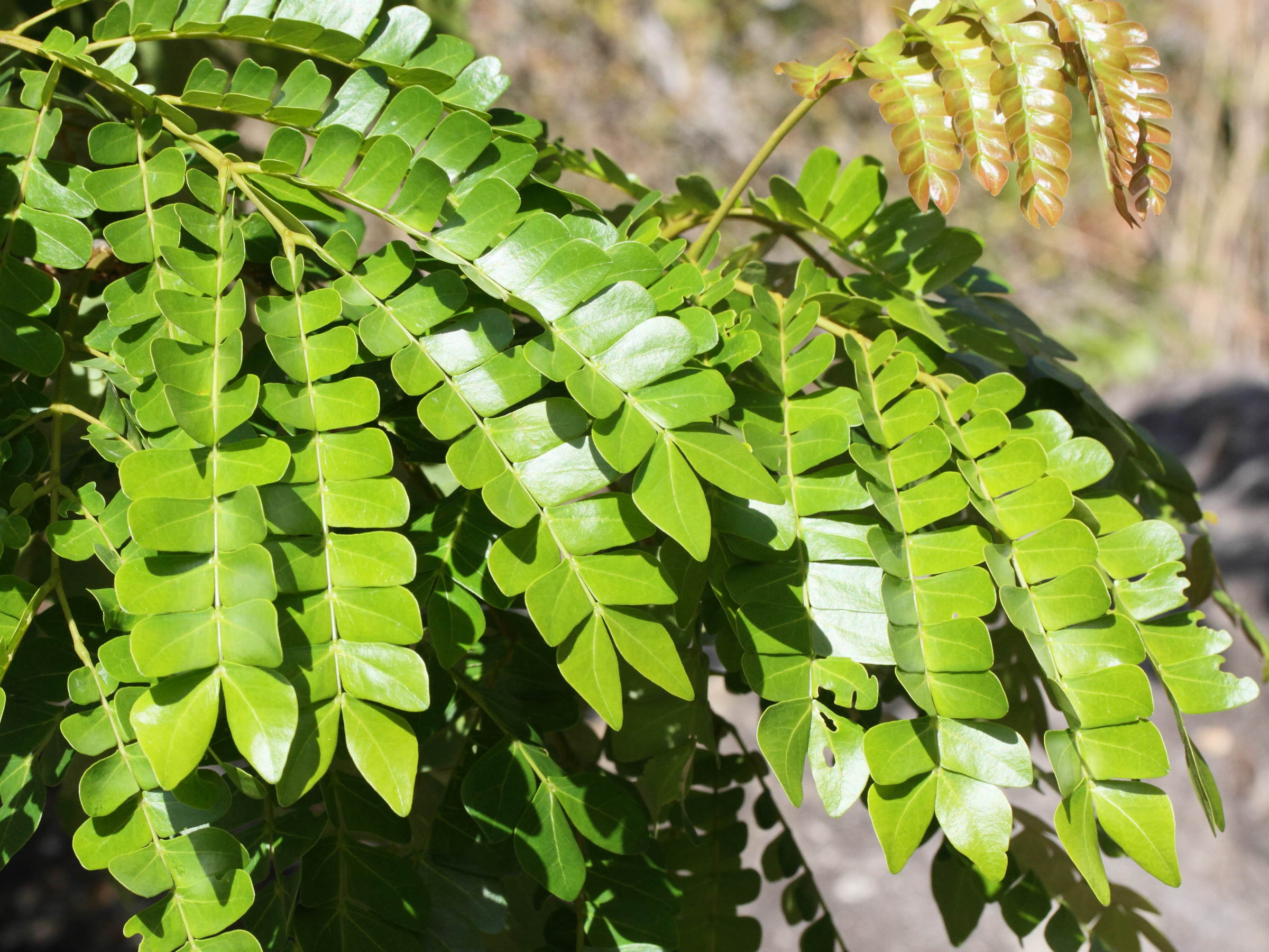 albizia_gummifera2md