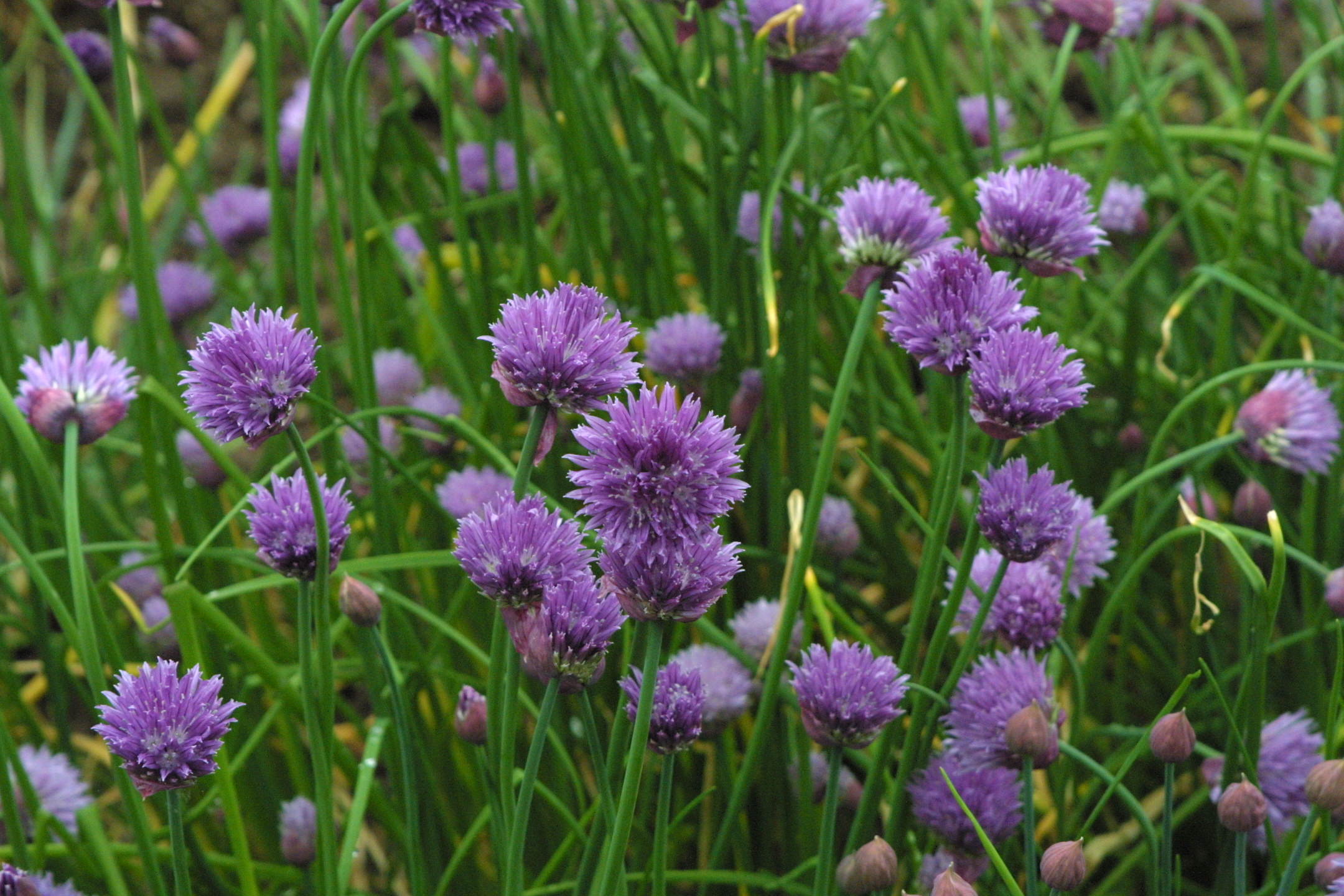 allium_schoenoprasum1md