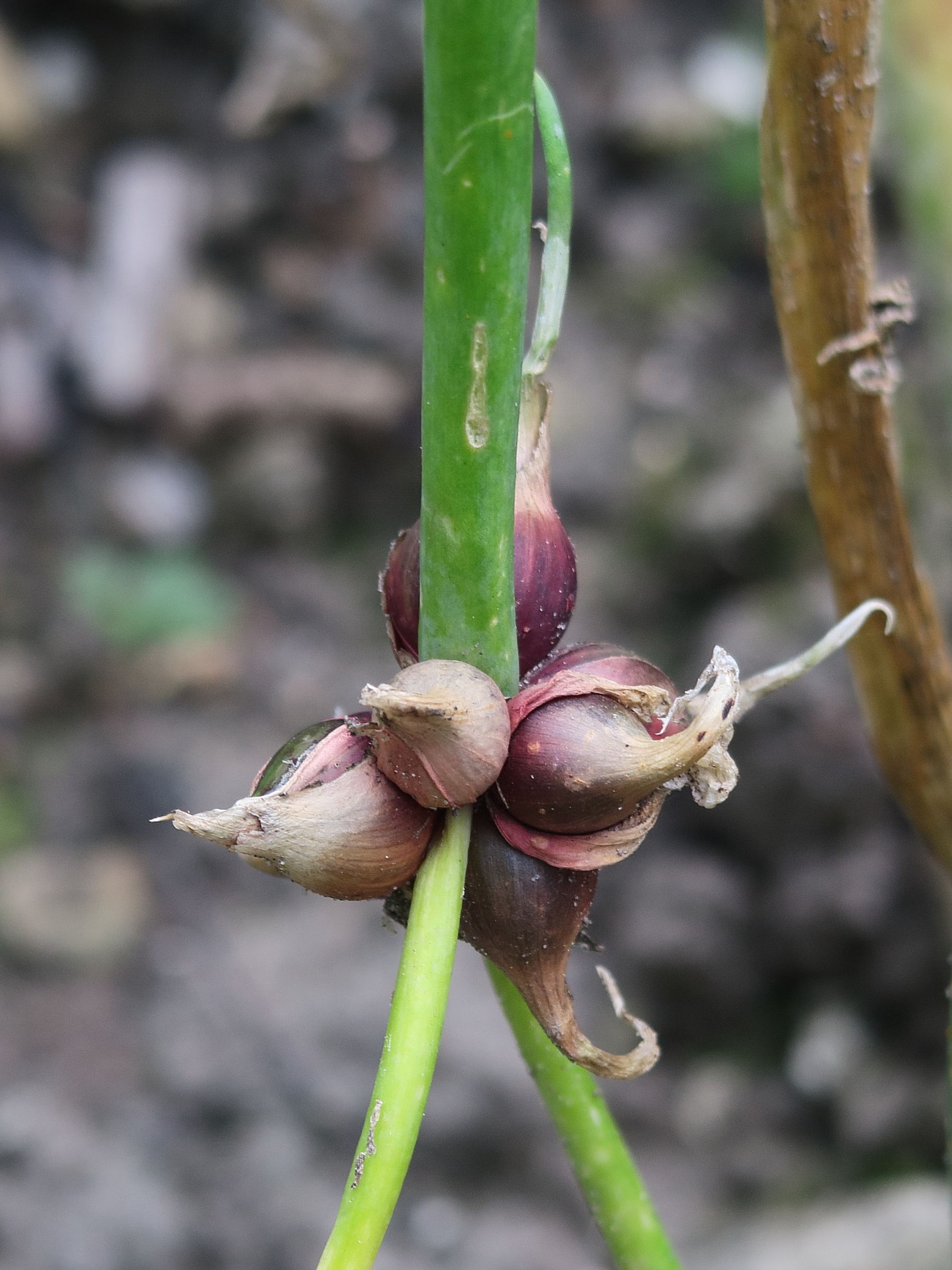 allium_scorodoprasum3md