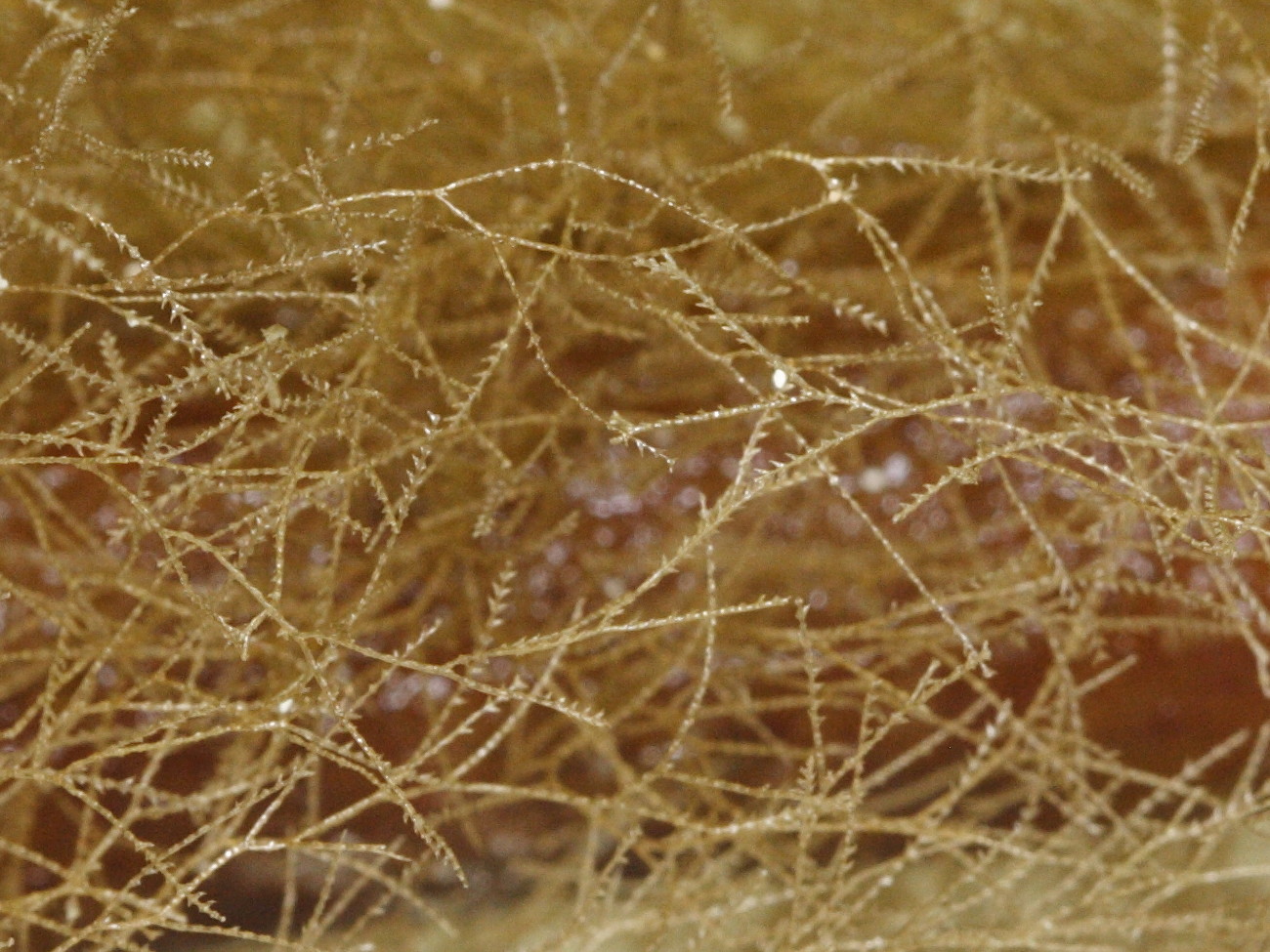 amphisbetia_operculata2md