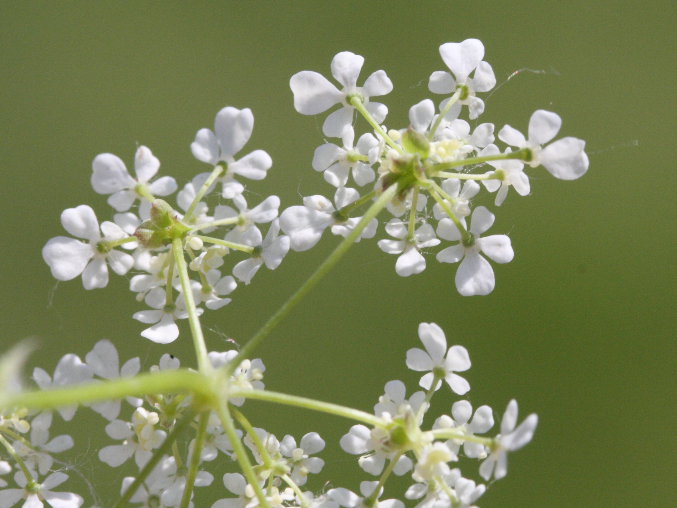 anthriscus_sylvestris2bmd