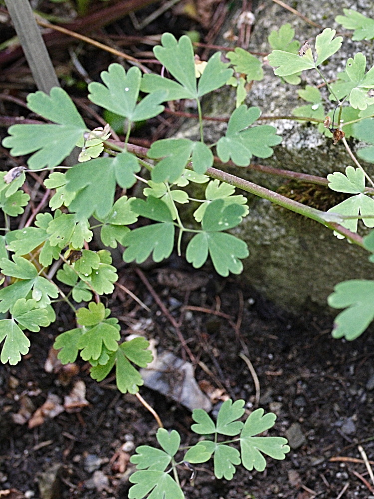 Afficher le média Aquilegia_triternata Aquilegia_triternata