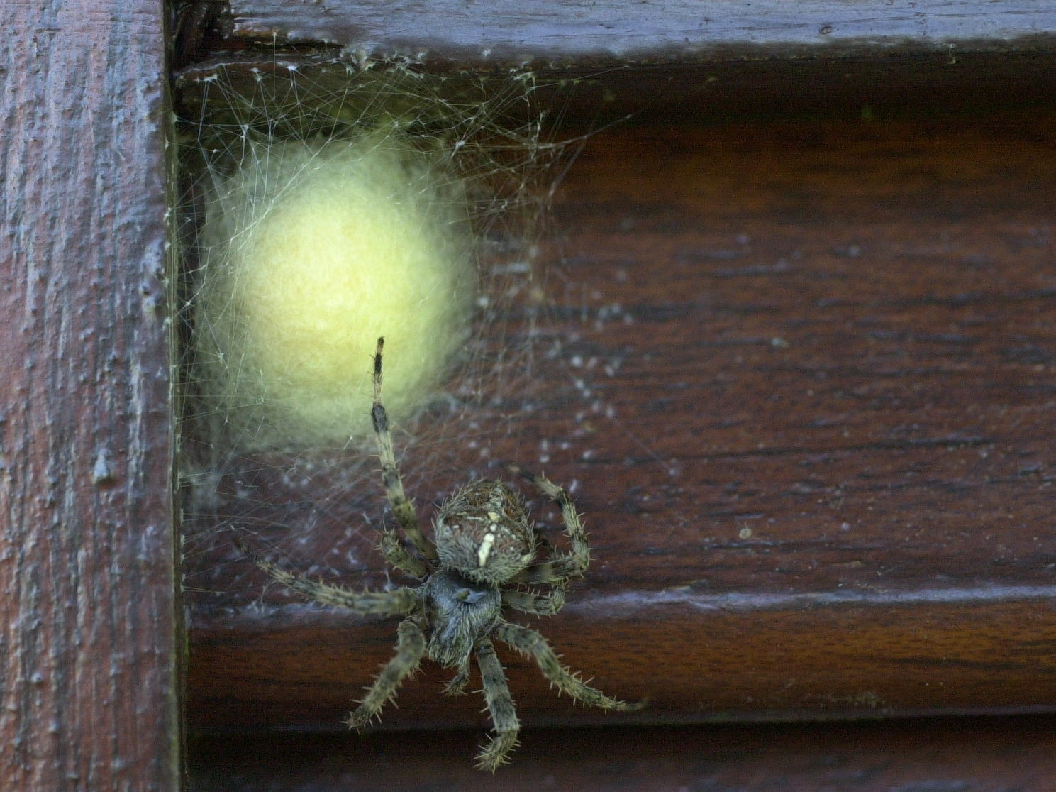 araneus_diadematus4md