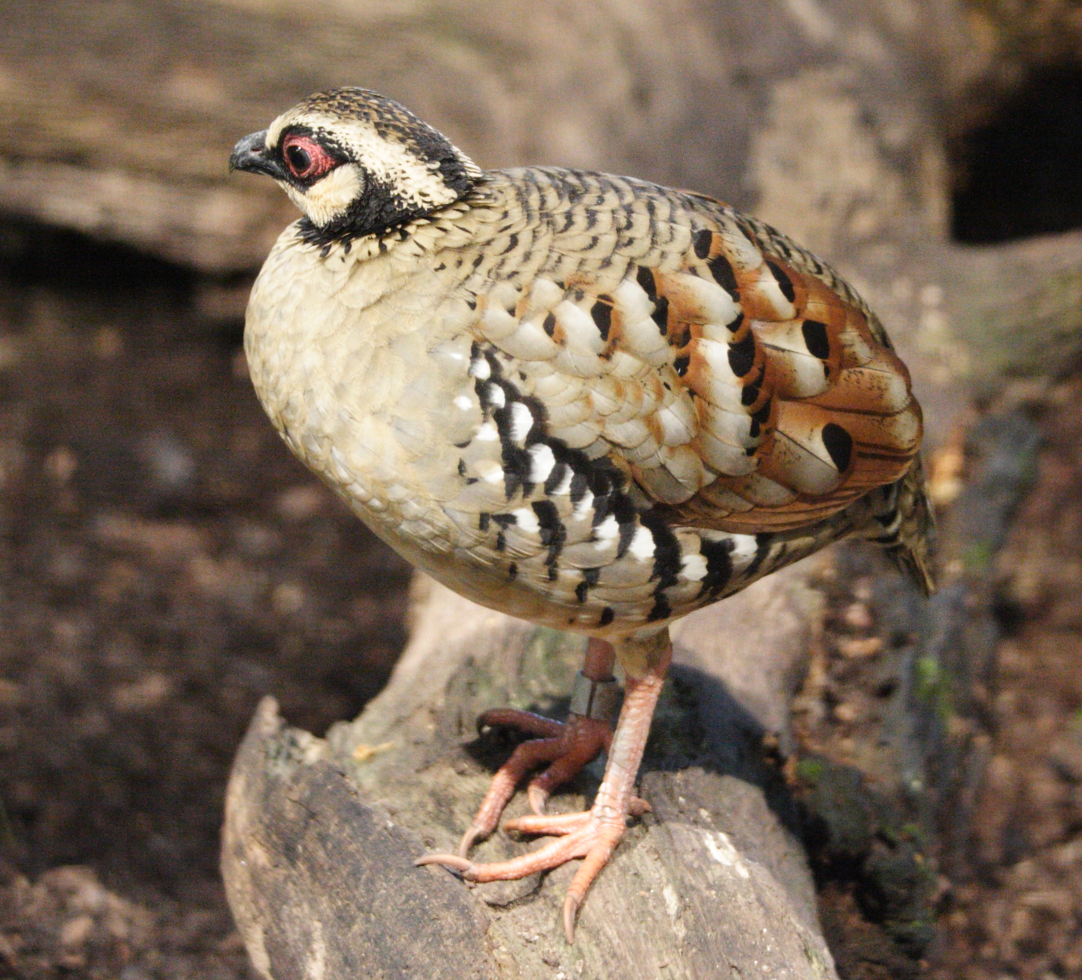 Arborophila_brunneopectus