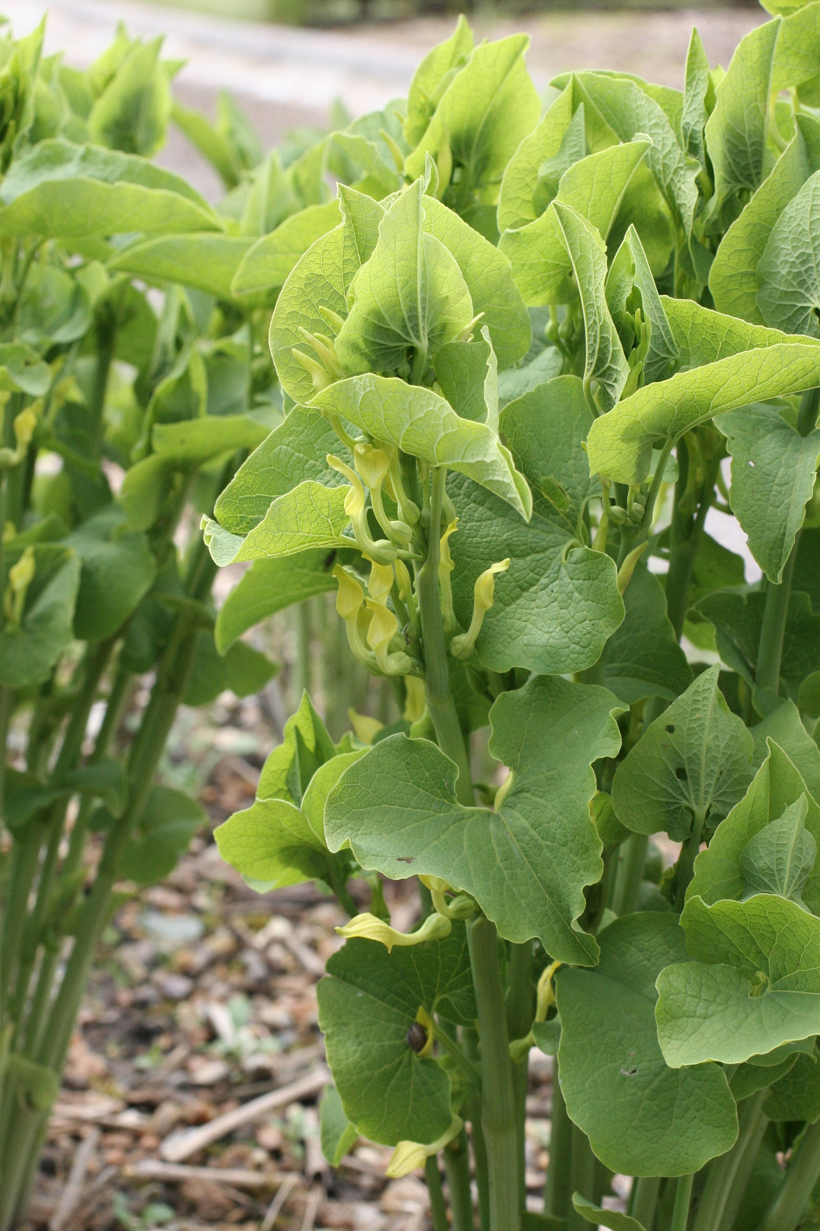 Afficher le média aristolochia_clematitis1md aristolochia_clematitis1md