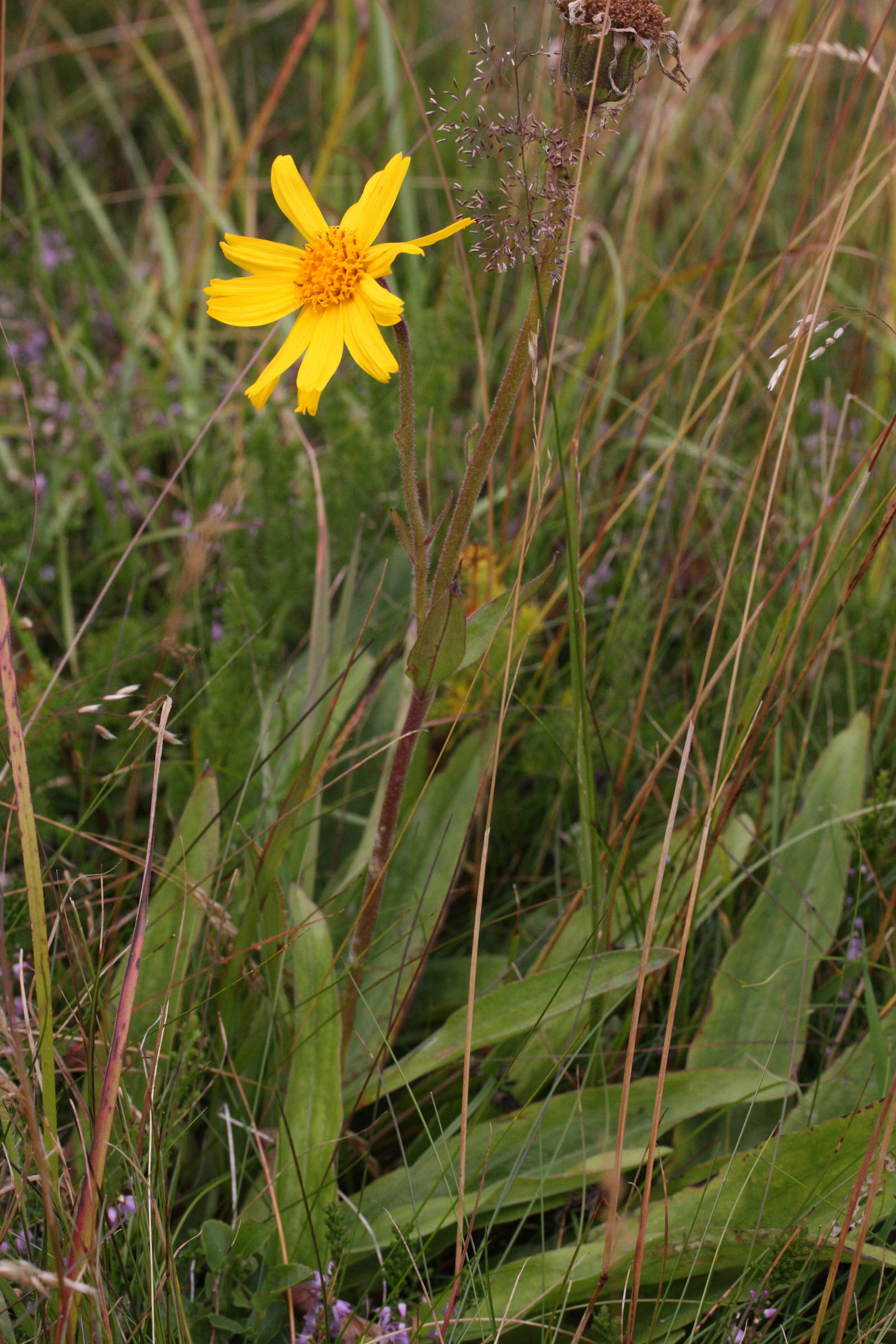 arnica_montana1bmd