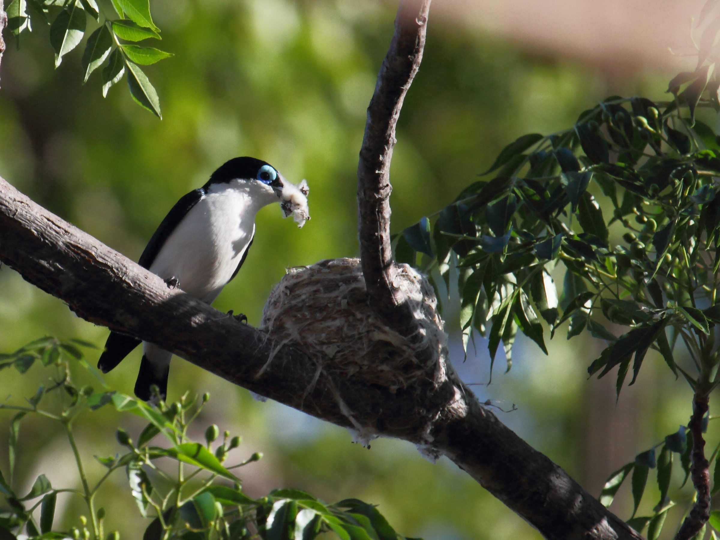 artamie_chabert_-_leptopterus_chabert2bd