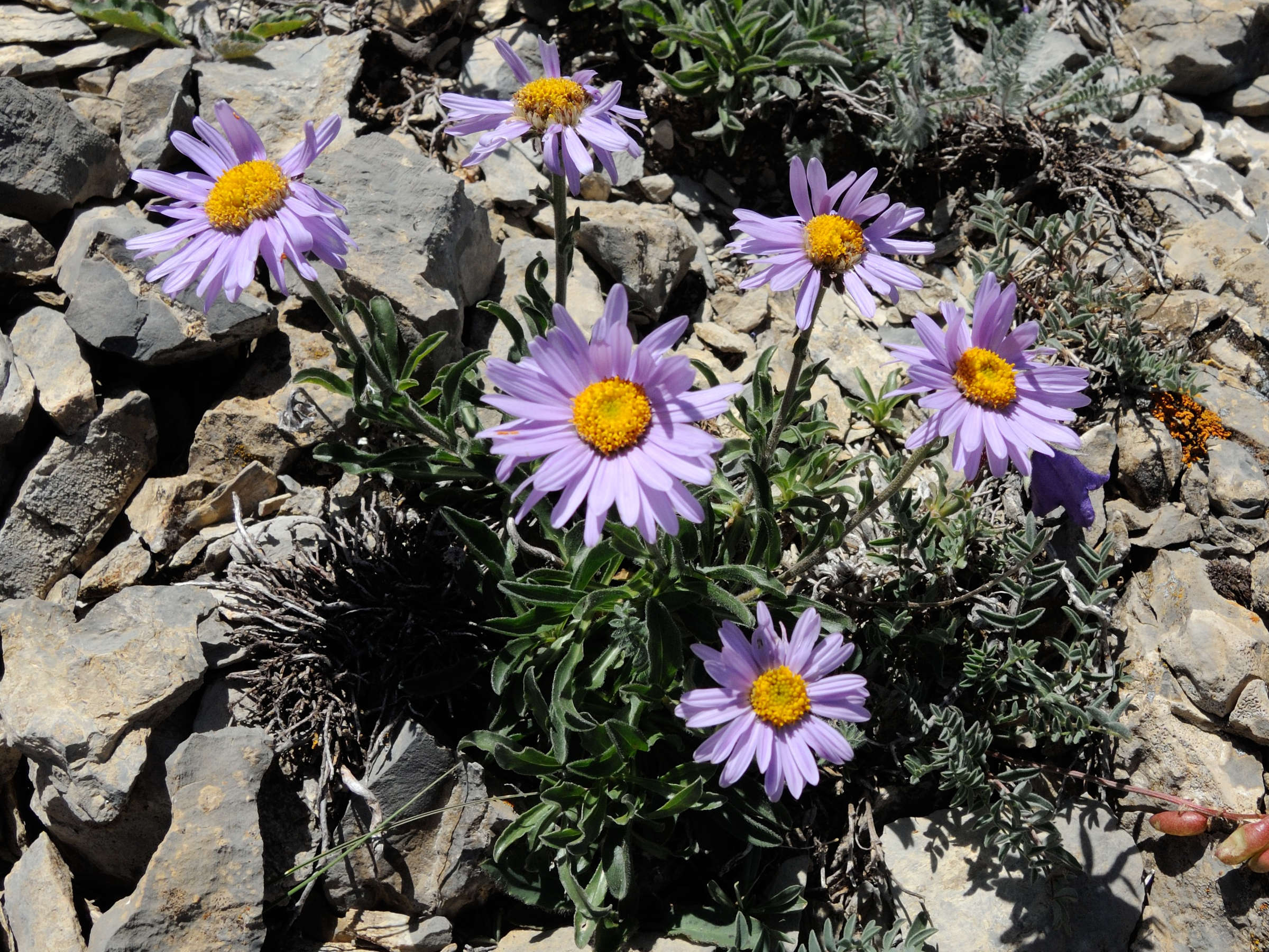 aster_alpinus4md