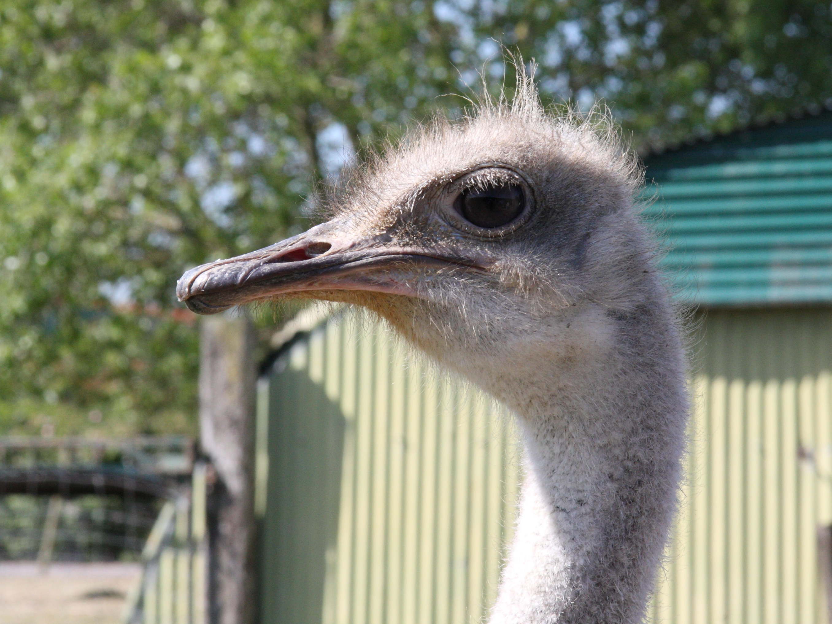 autruche_d-afrique_-_struthio_camelus5md