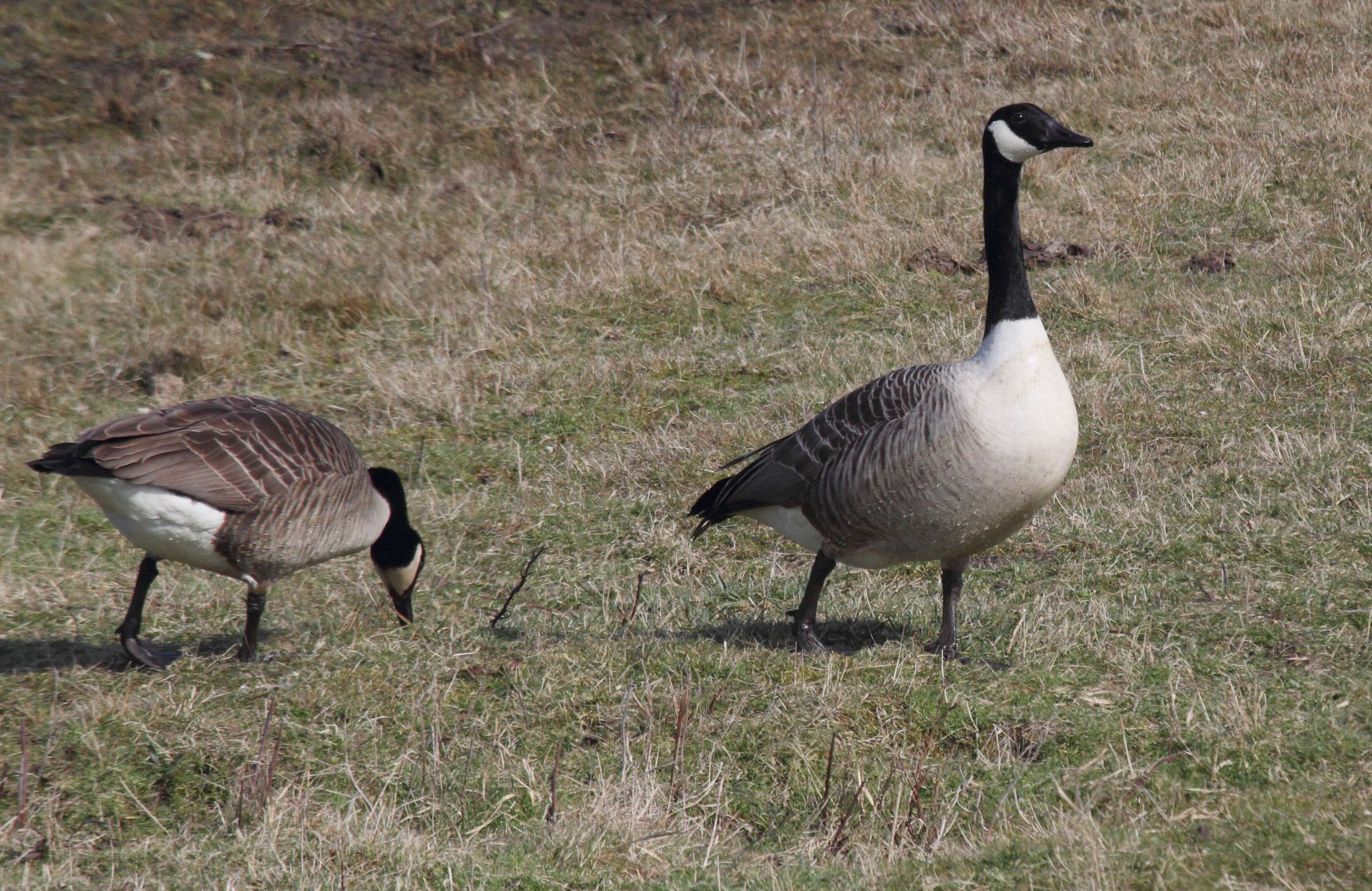 bernache_du_canada_-_branta_canadensis1bd
