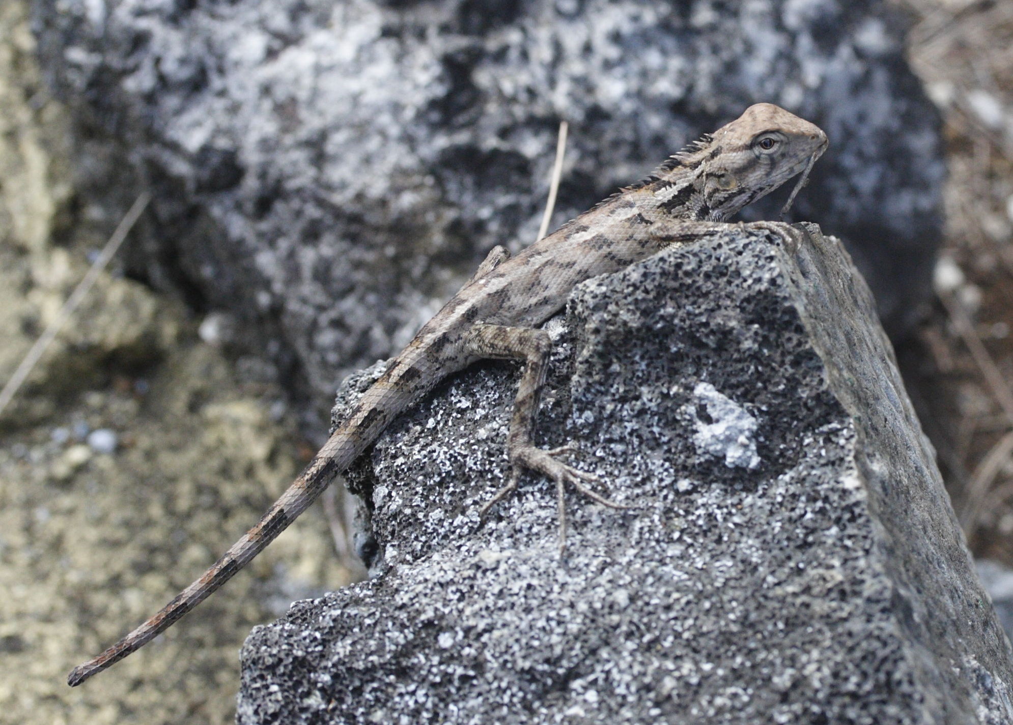 calotes_versicolor4md