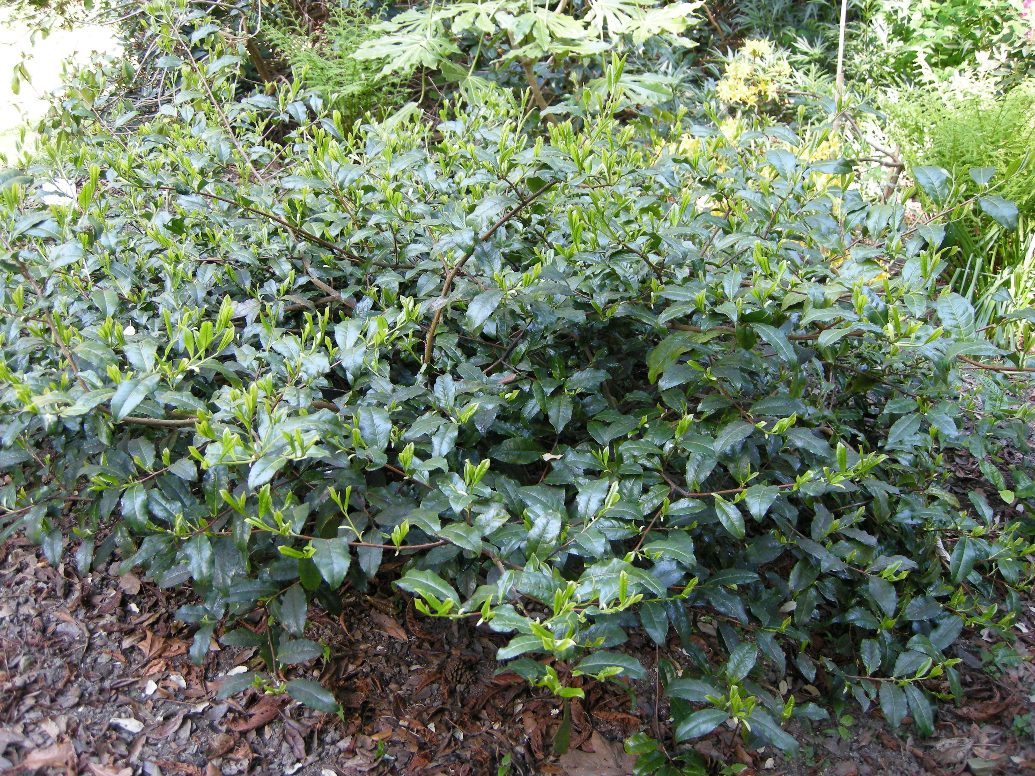 camellia_sinensis1md