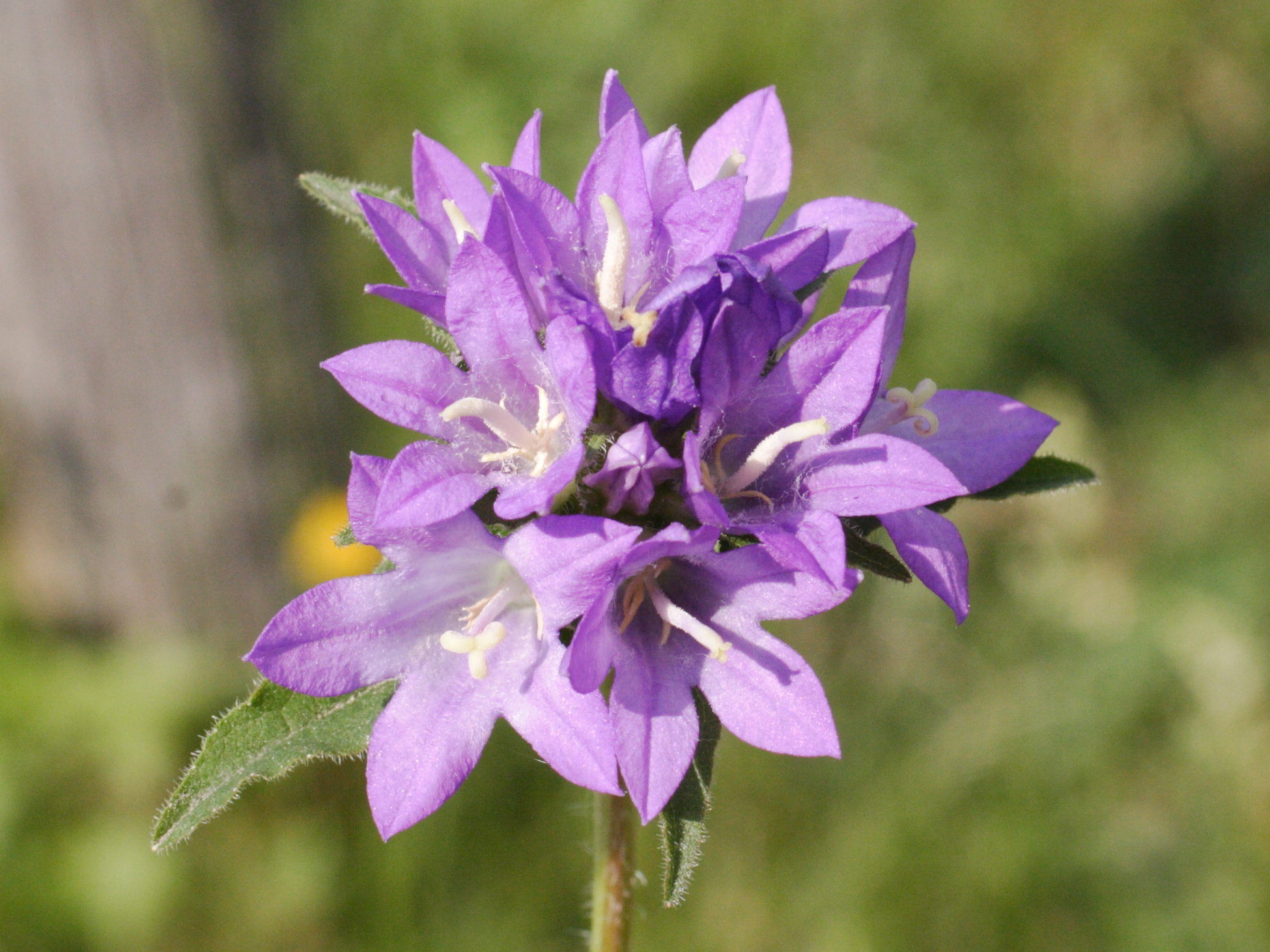 Afficher le média campanula_glomerata2md campanula_glomerata2md