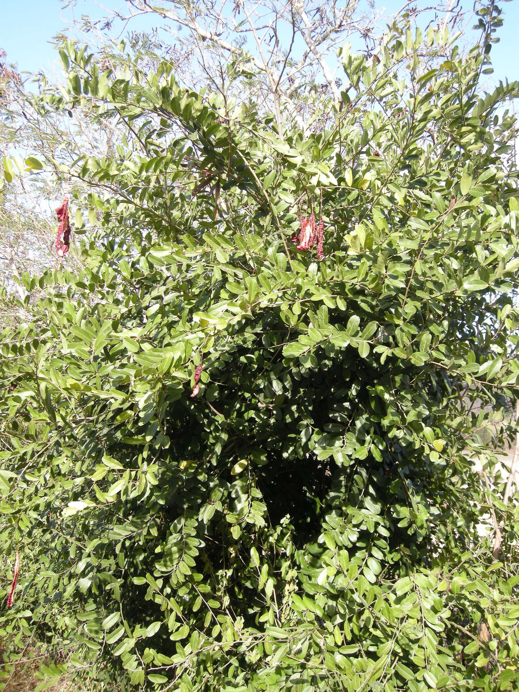 capparis_flexuosa3md