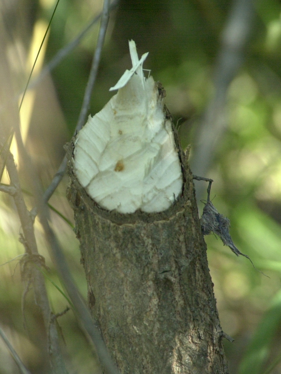 castor_fiber_tronc-coupe2md