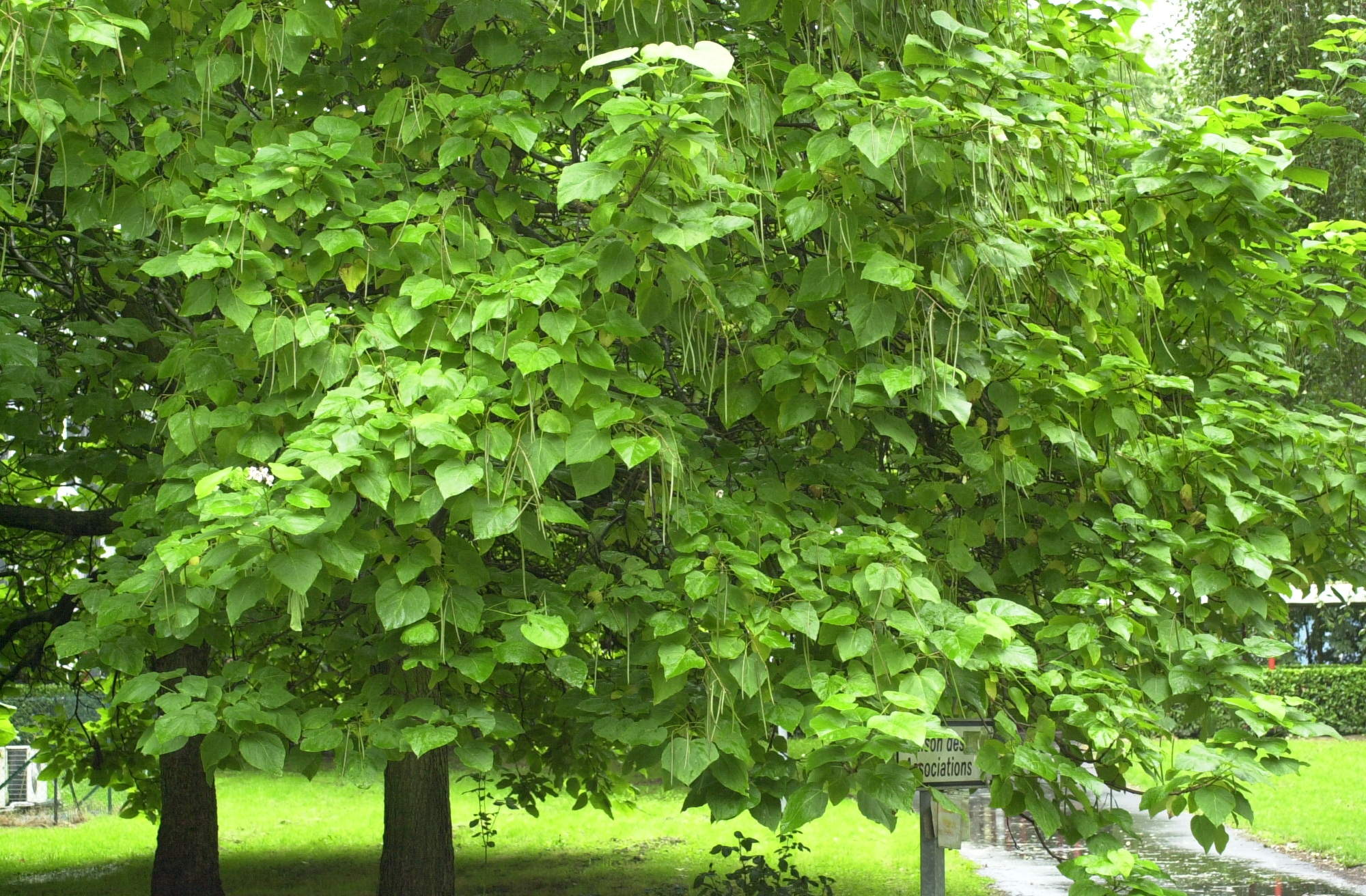 catalpa_bignonioides2md