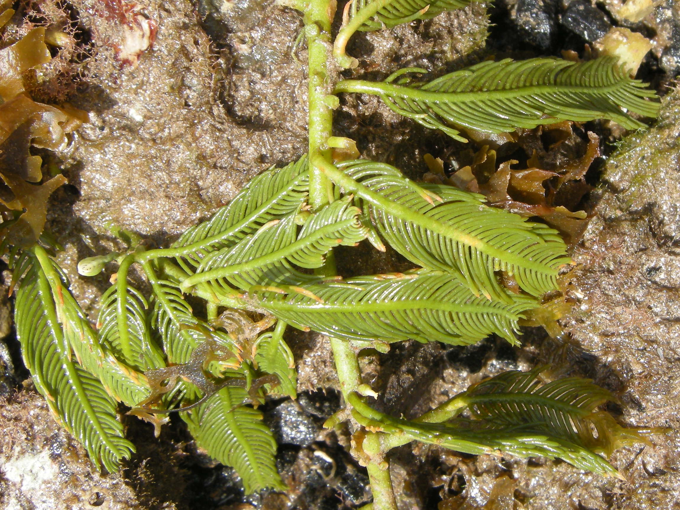Afficher le média caulerpa_sertularioides2md caulerpa_sertularioides2md