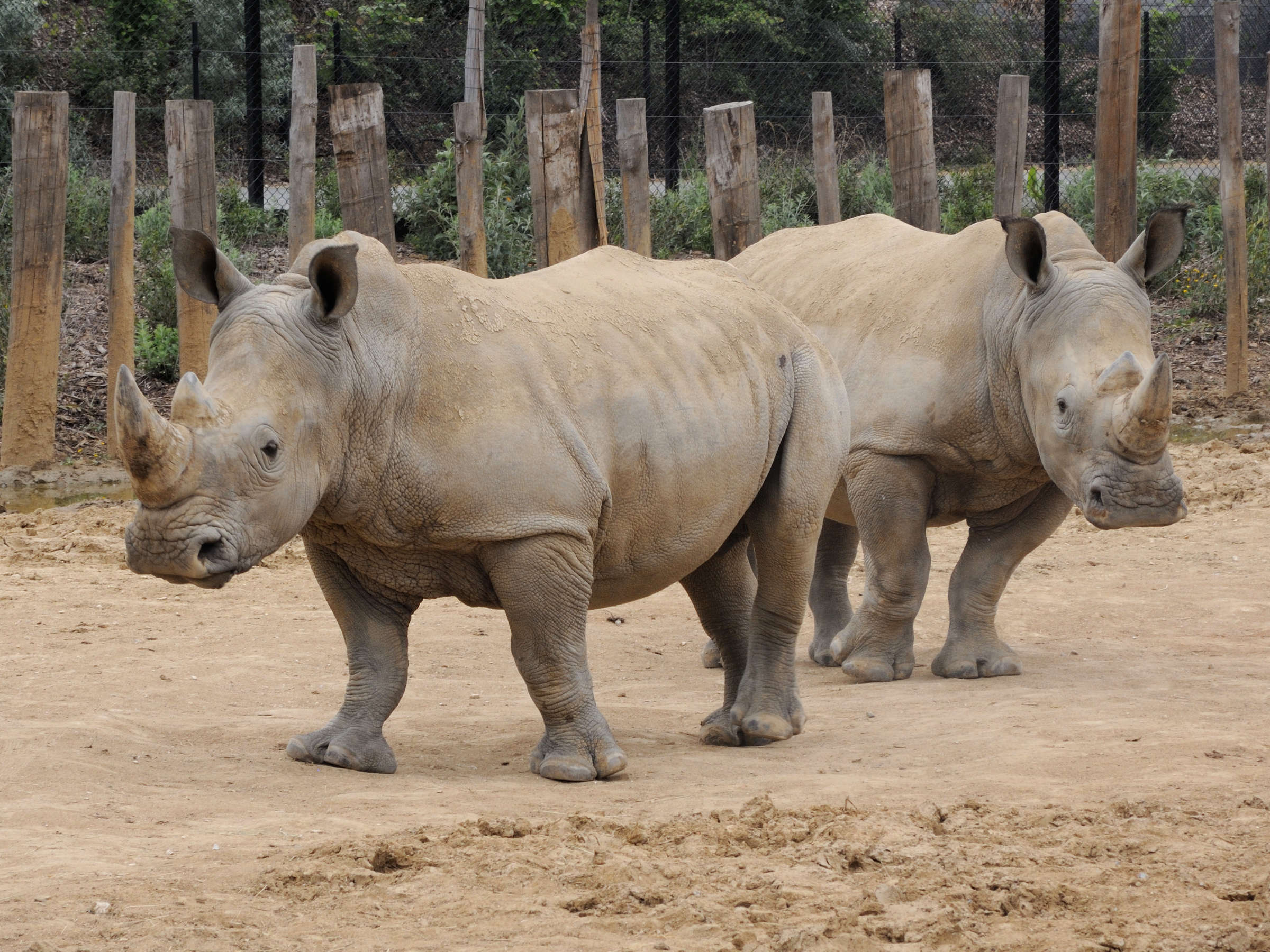 ceratotherium_simum4md