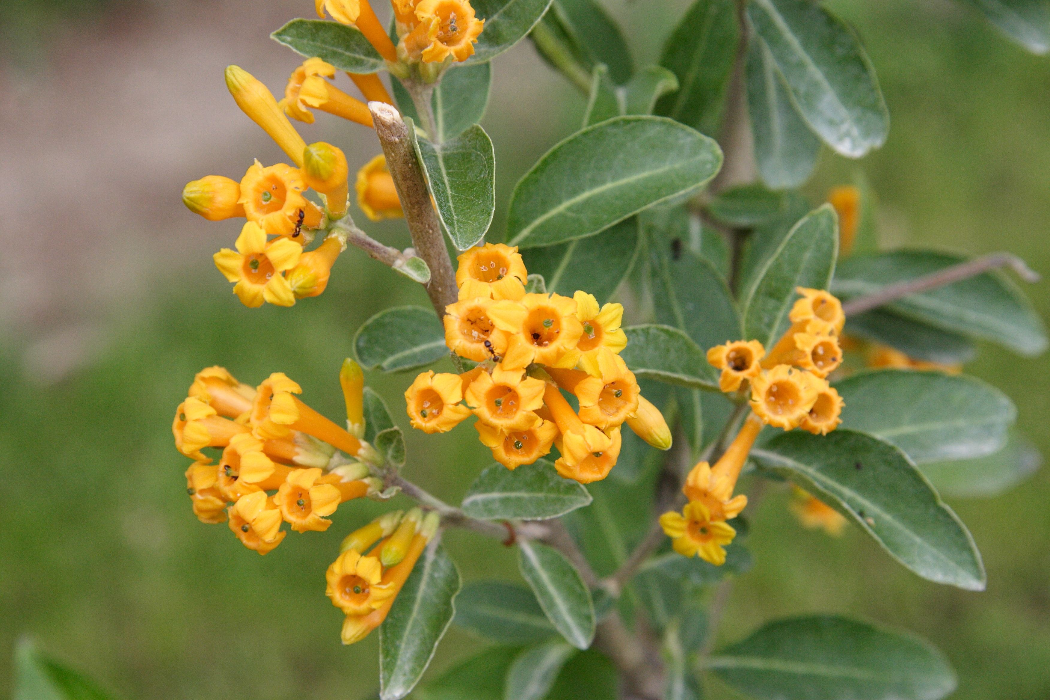 cestrum_aurantiacum2md