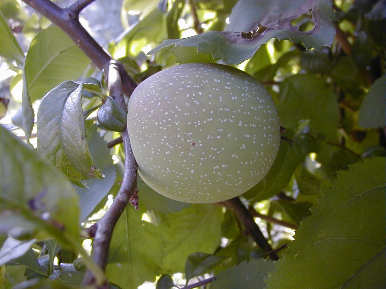 chaenomeles_japonica6abd