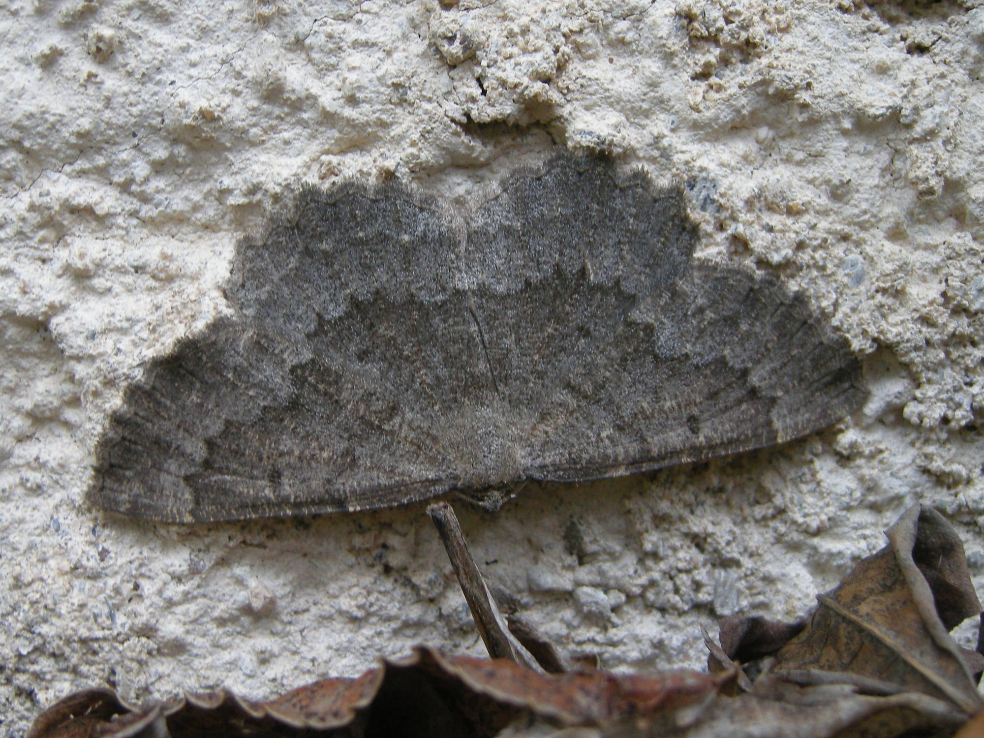 charissa_obscurata1md