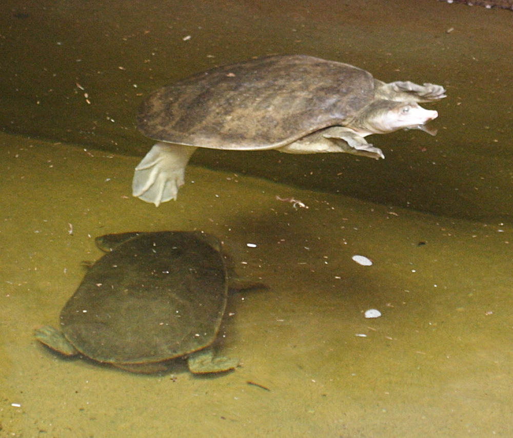 Chelodina_longicollis