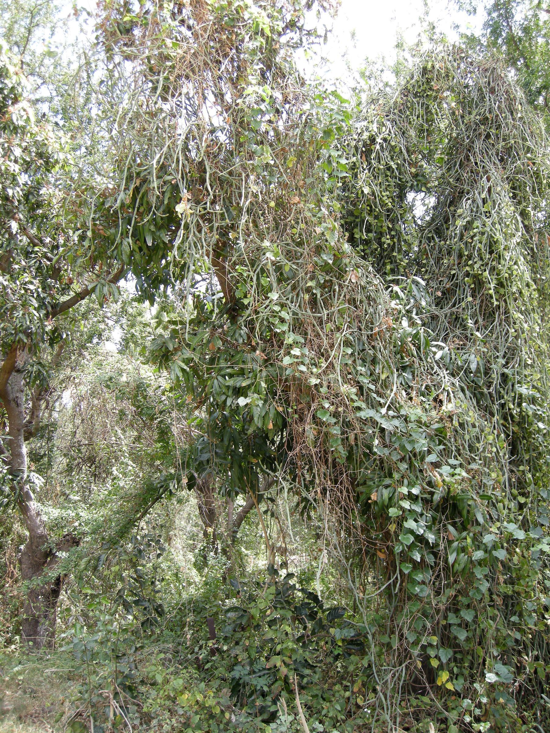 Afficher le média cissus_quadrangularis2md cissus_quadrangularis2md