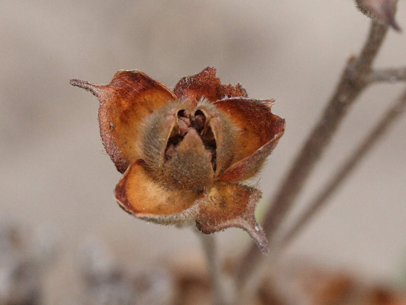 Cistus_monspeliensis