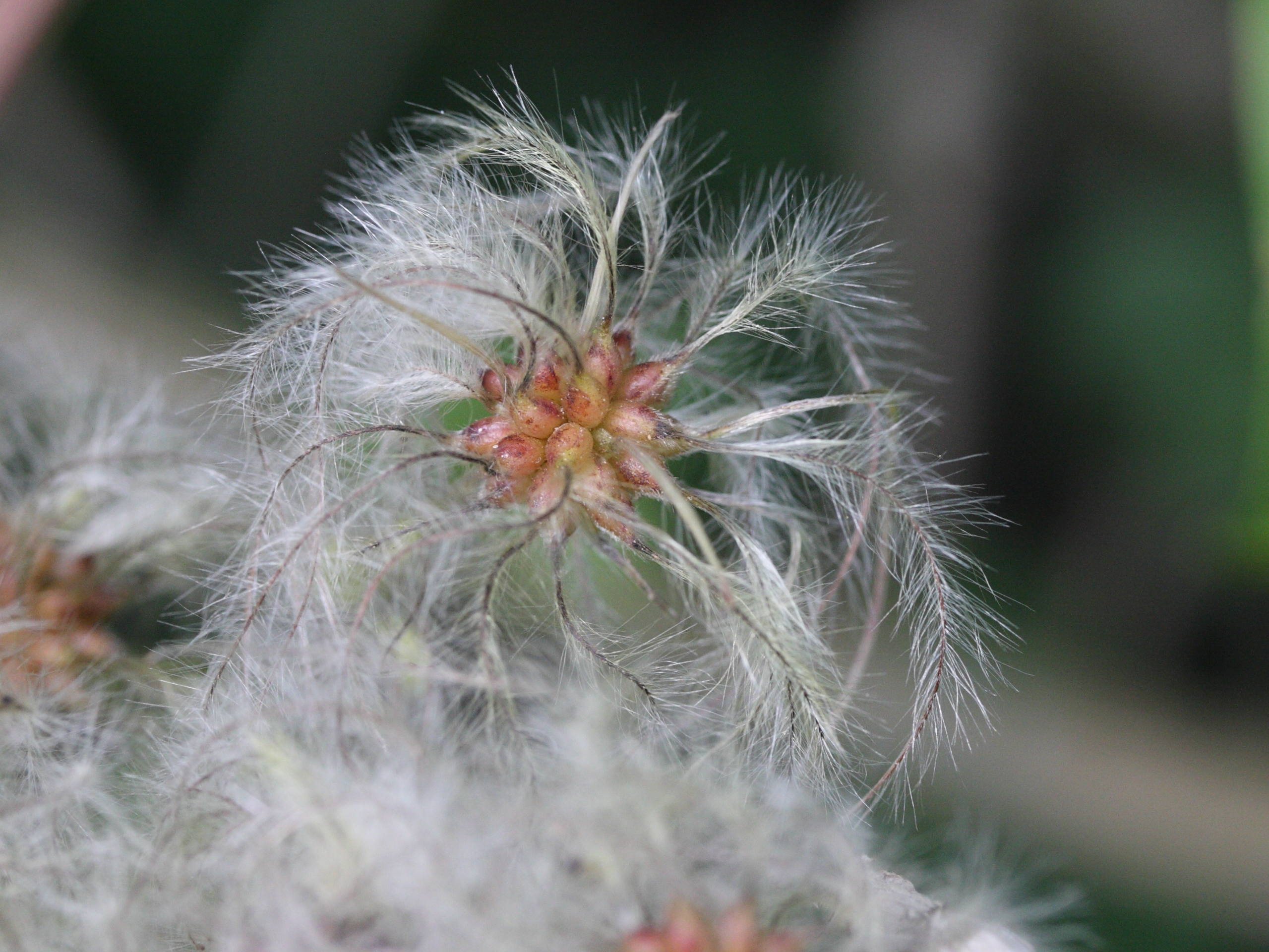 clematis_vitalba3bmd