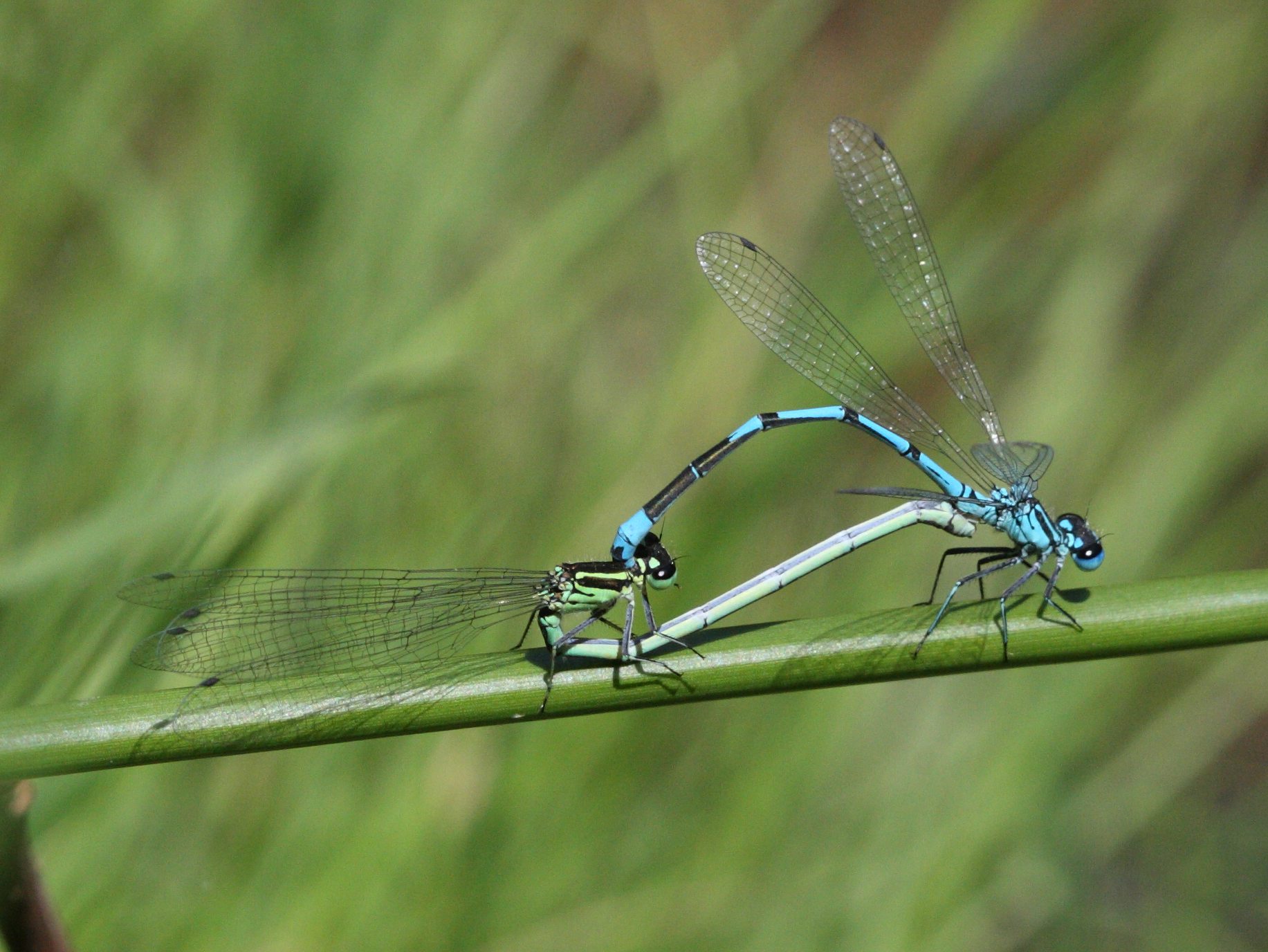 coenagrion_pulchellum5bd