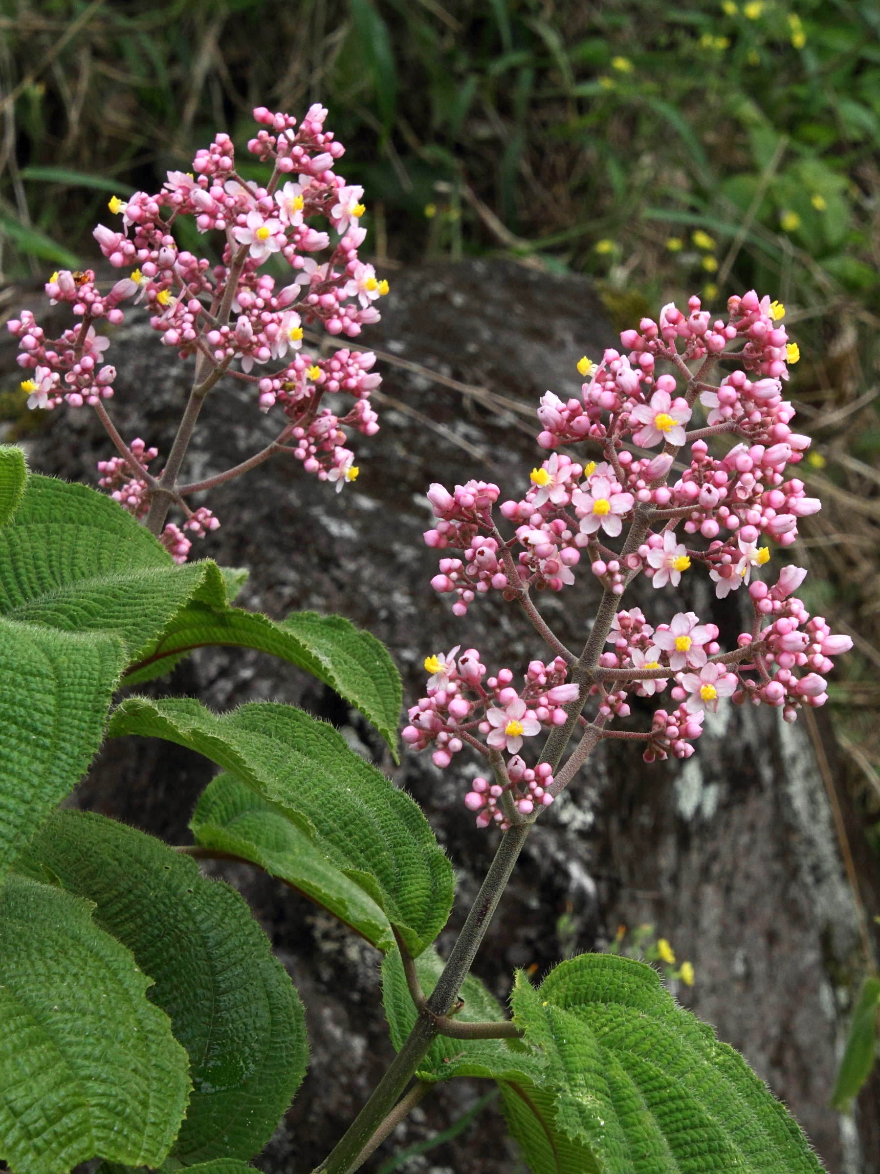 Afficher le média conostegia_subcrustulata2md conostegia_subcrustulata2md