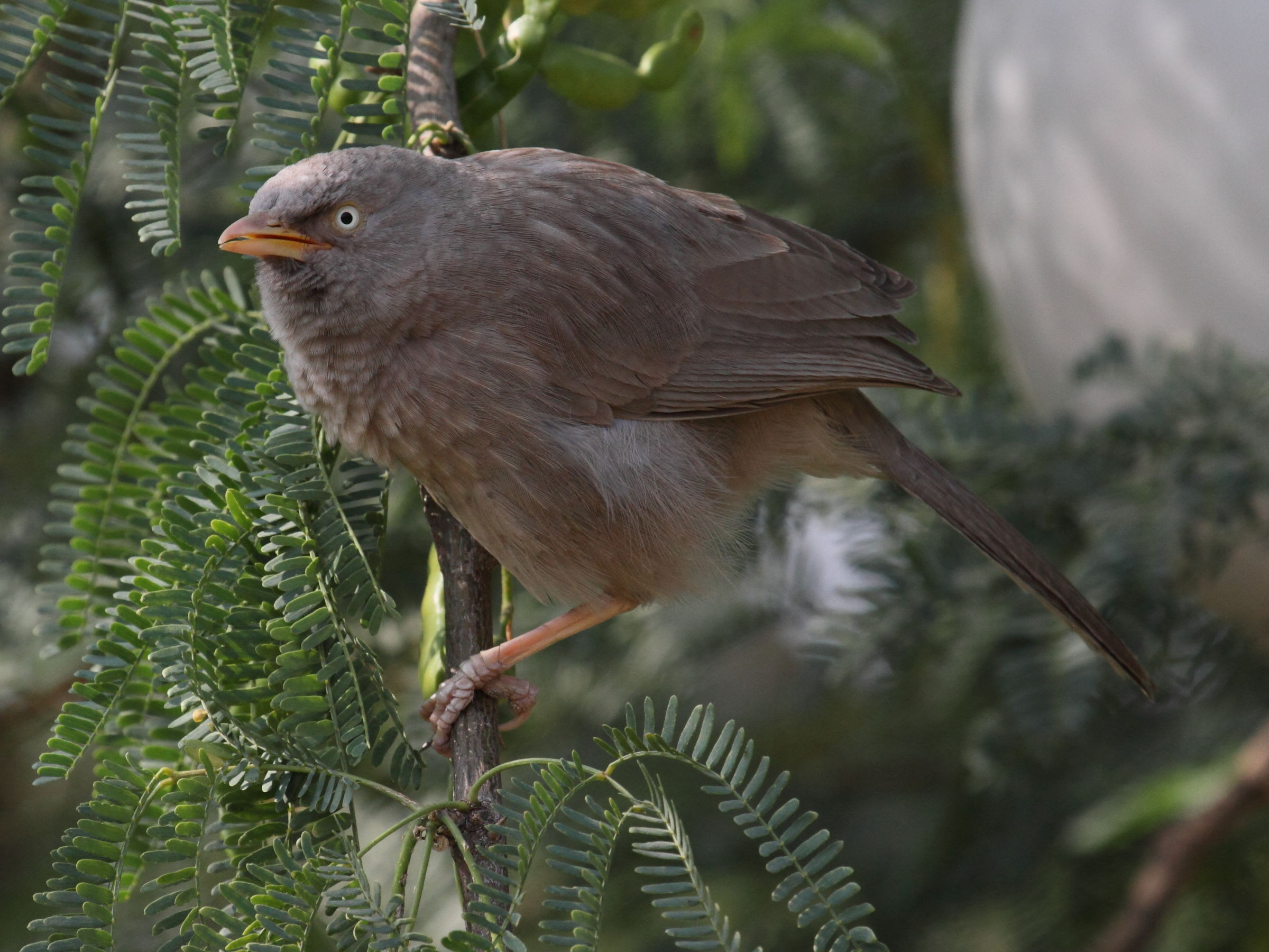 craterope_de_brousse_-_turdoides_striata3bd