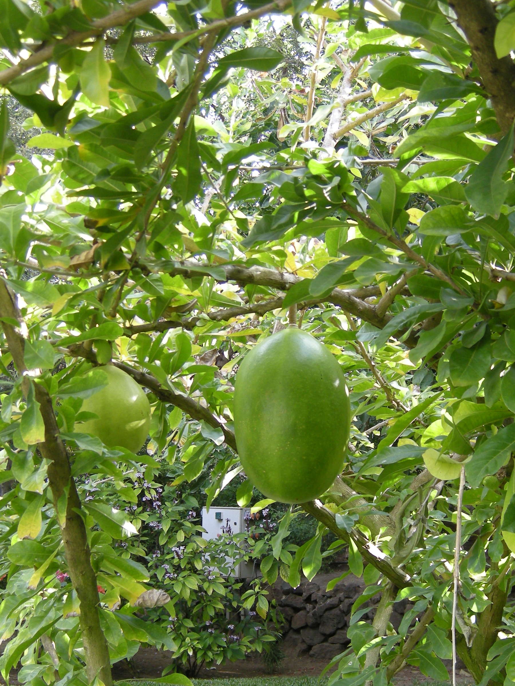 Afficher le média crescentia_cujete2md crescentia_cujete2md