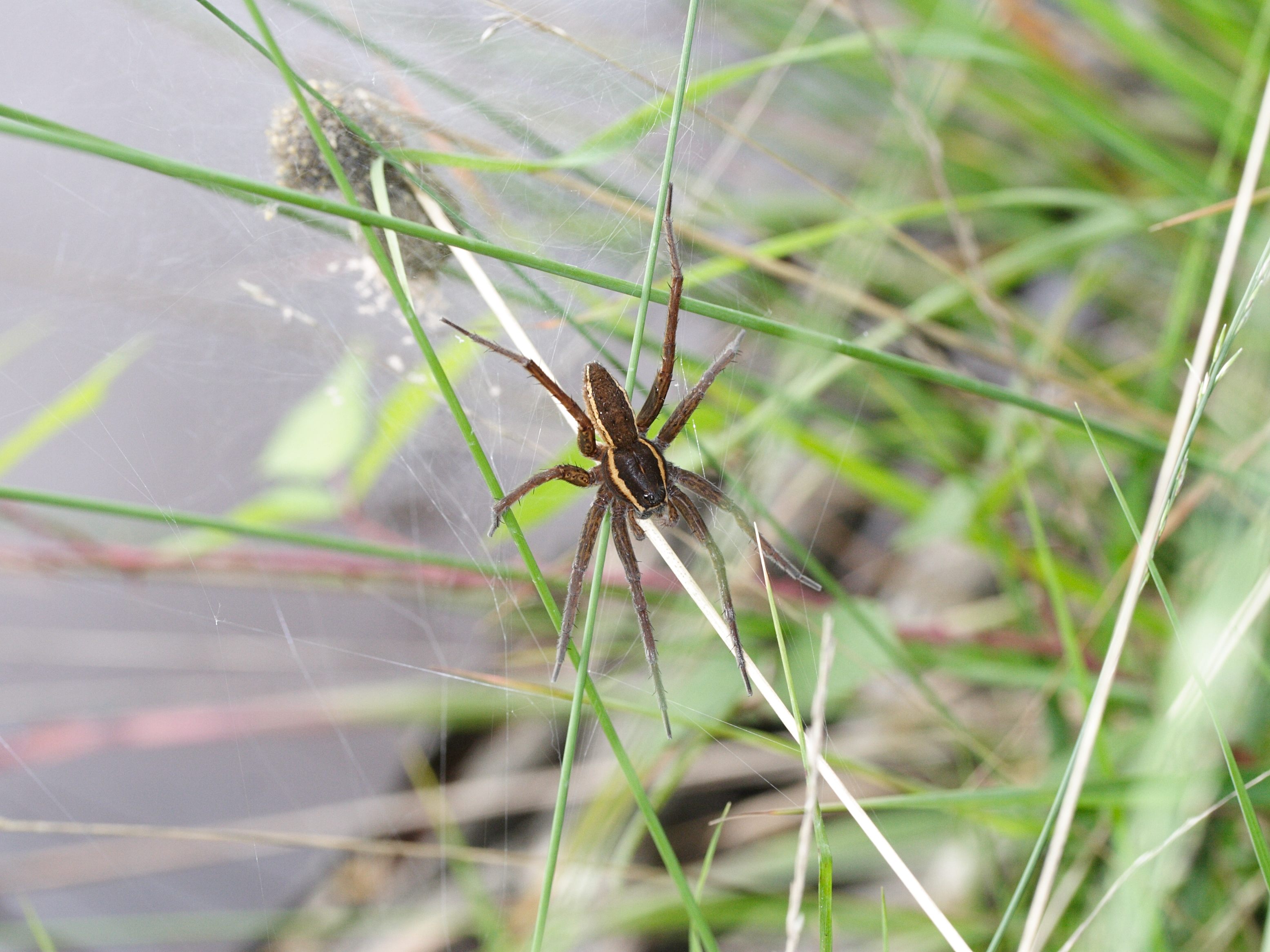 dolomedes_fimbriatus3md