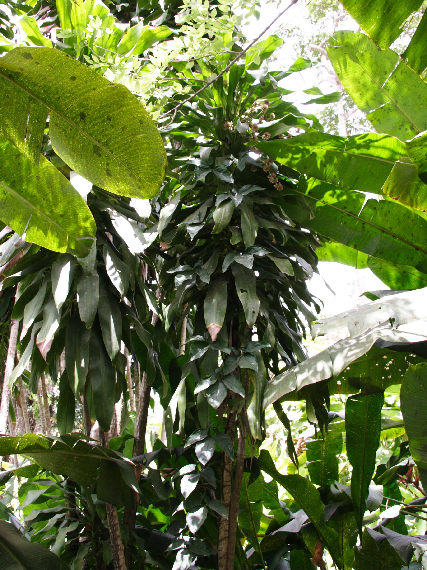 dracaena_fragrans1md