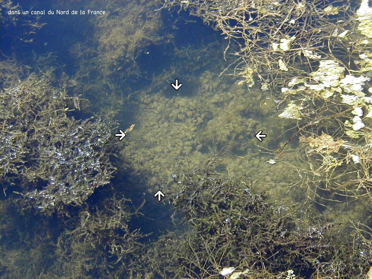 dreissena_polymorpha2md