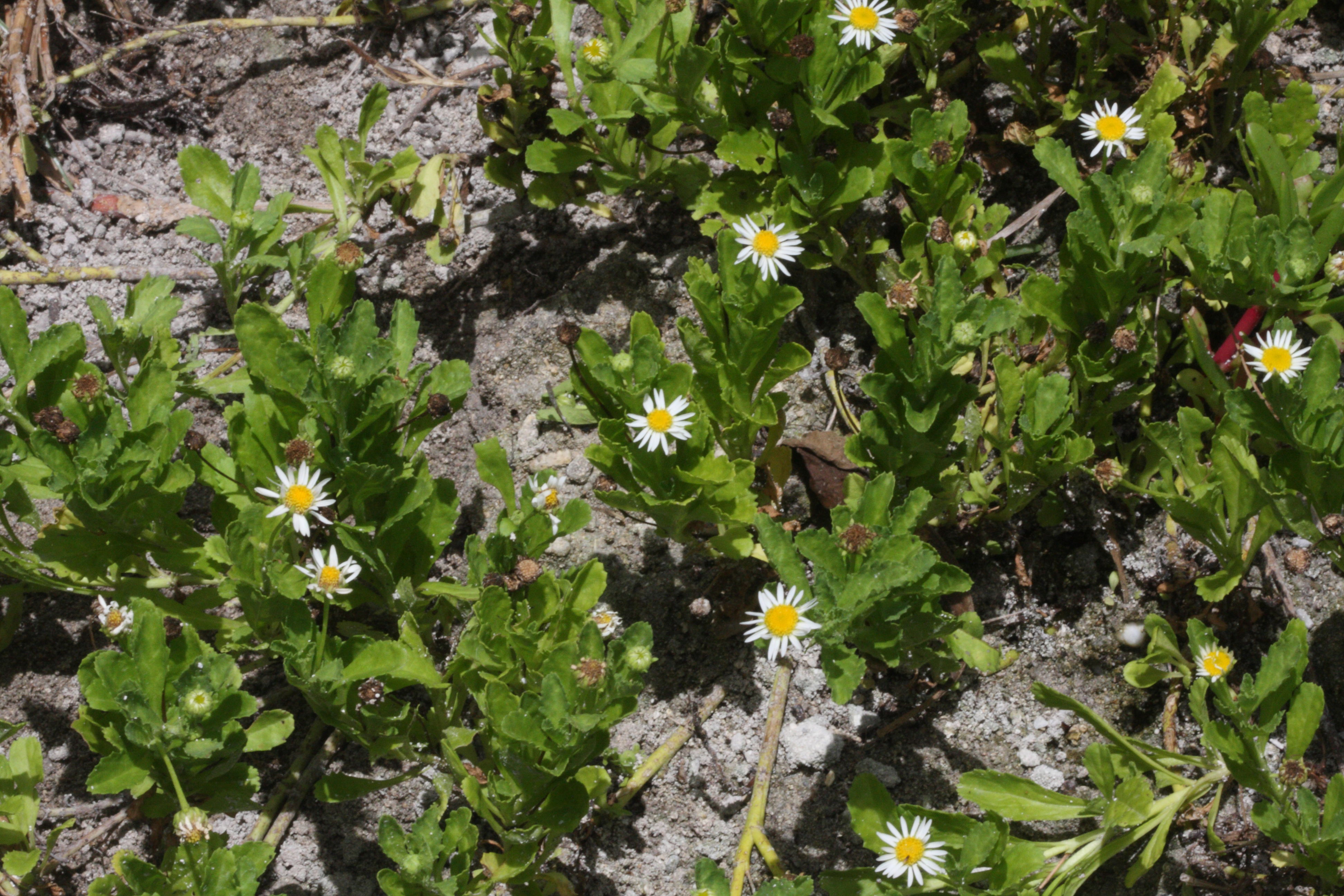 egletes_prostrata1md