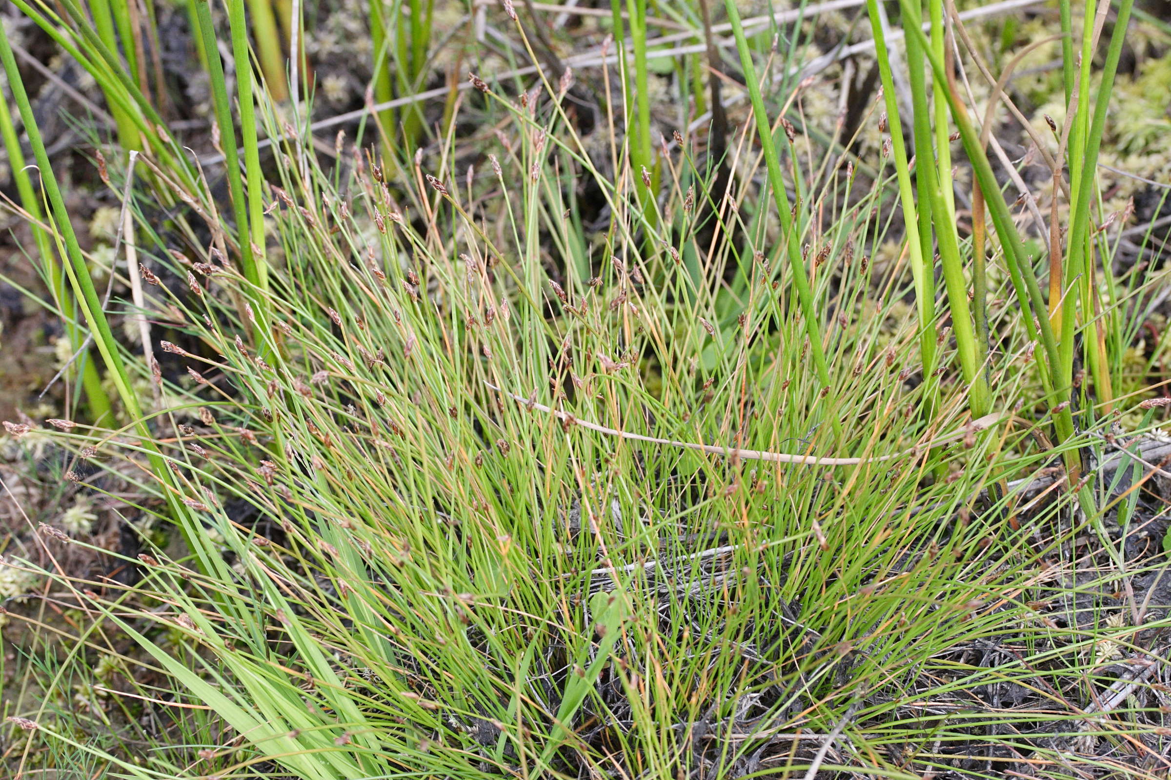 eleocharis_multicaulis1md