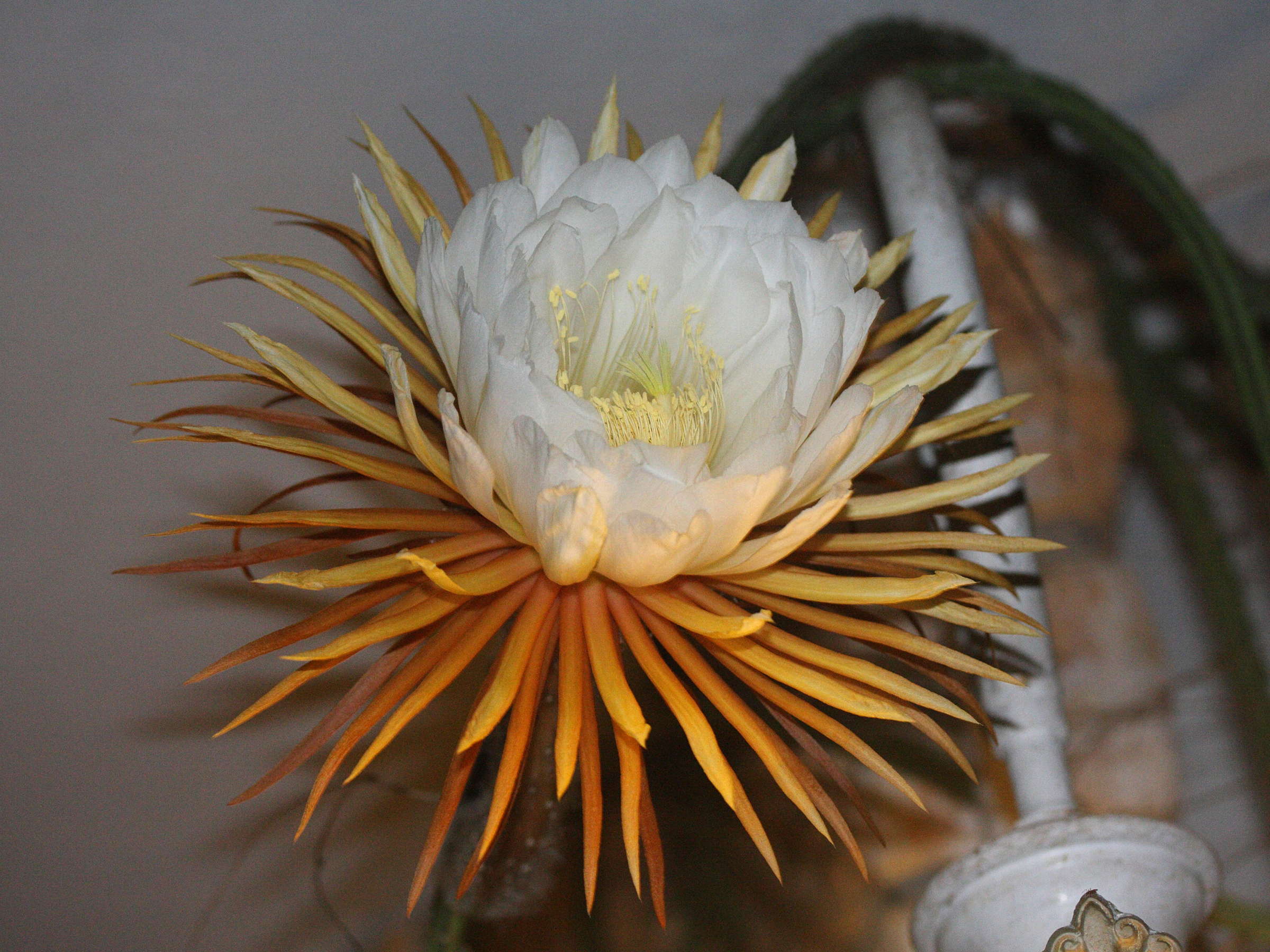 Afficher le média epiphyllum_sp3md epiphyllum_sp3md